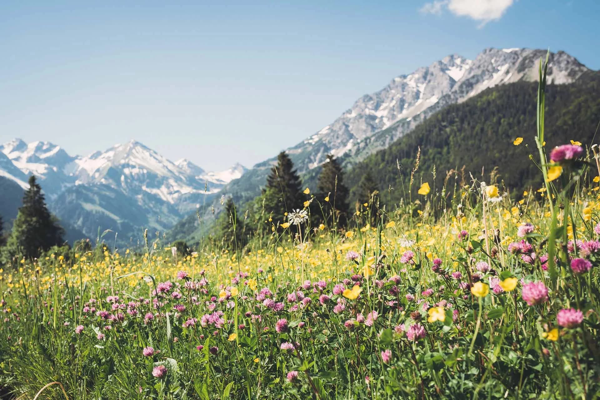 Blühende Bergwiese mit Klee und Wildblumen vor schneebedeckten Gipfeln