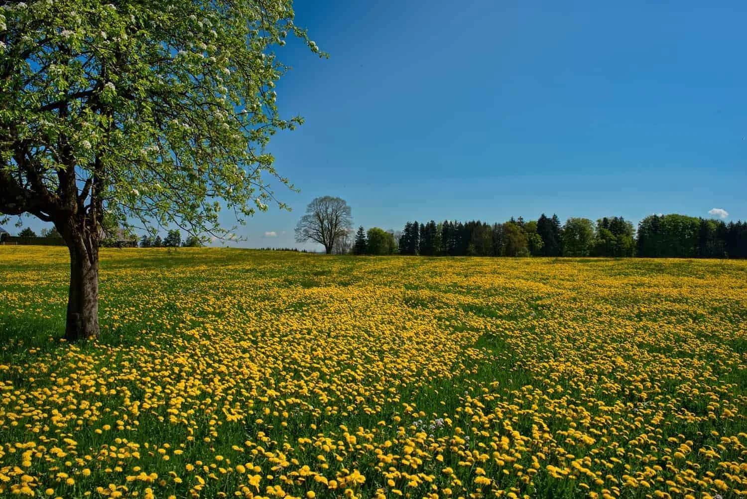 Blühende Löwenzahnwiese mit Obstbaum unter blauem Himmel