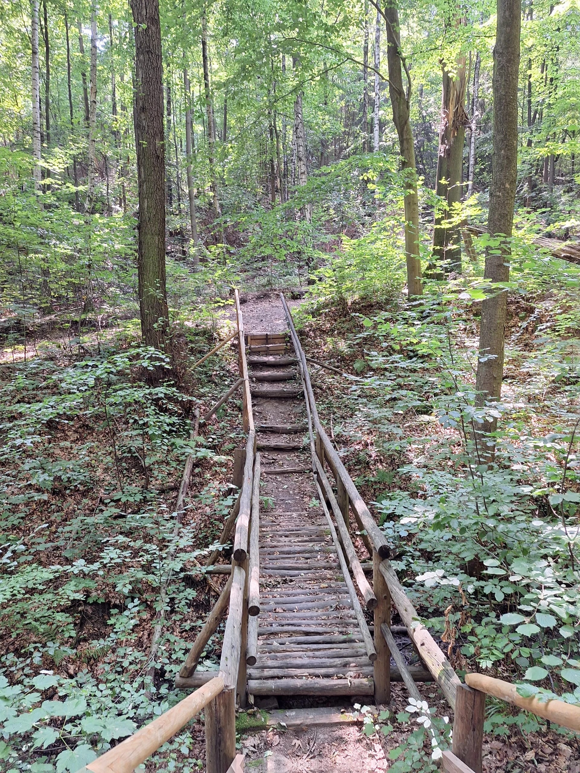 Hölzerner Steg mit Geländer über einen Hang im sommergrünen Laubwald