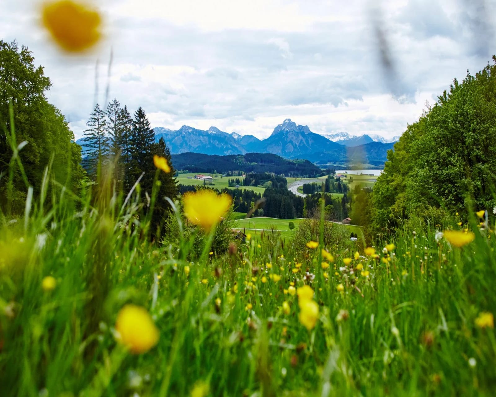 Blumenwiese im Sommer mit Blick auf das Allgäuer Bergpanorama
