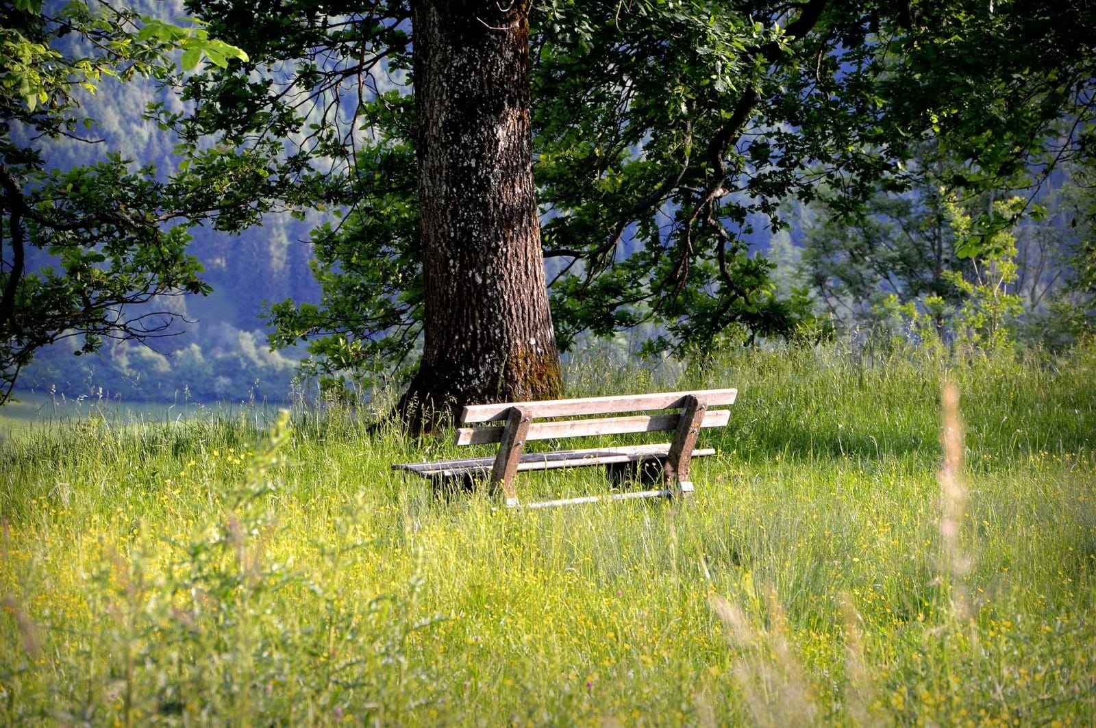 Holzbank unter einem großen Baum auf einer sommerlichen Wiese