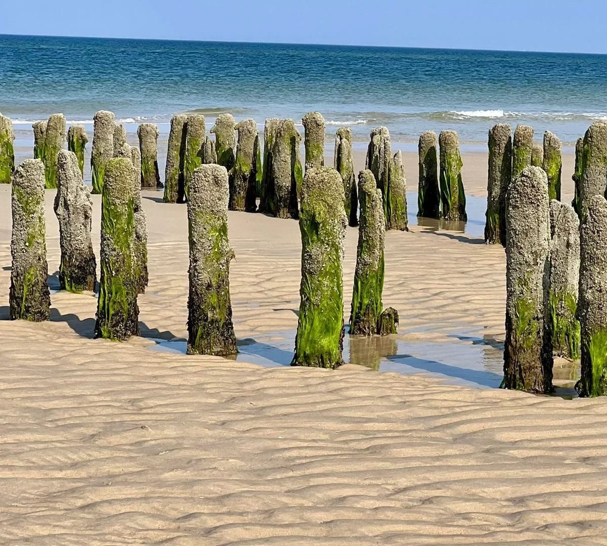 Bewachsene Holzbuhnen im geriffelten Sand am Strand mit Blick auf die Nordsee