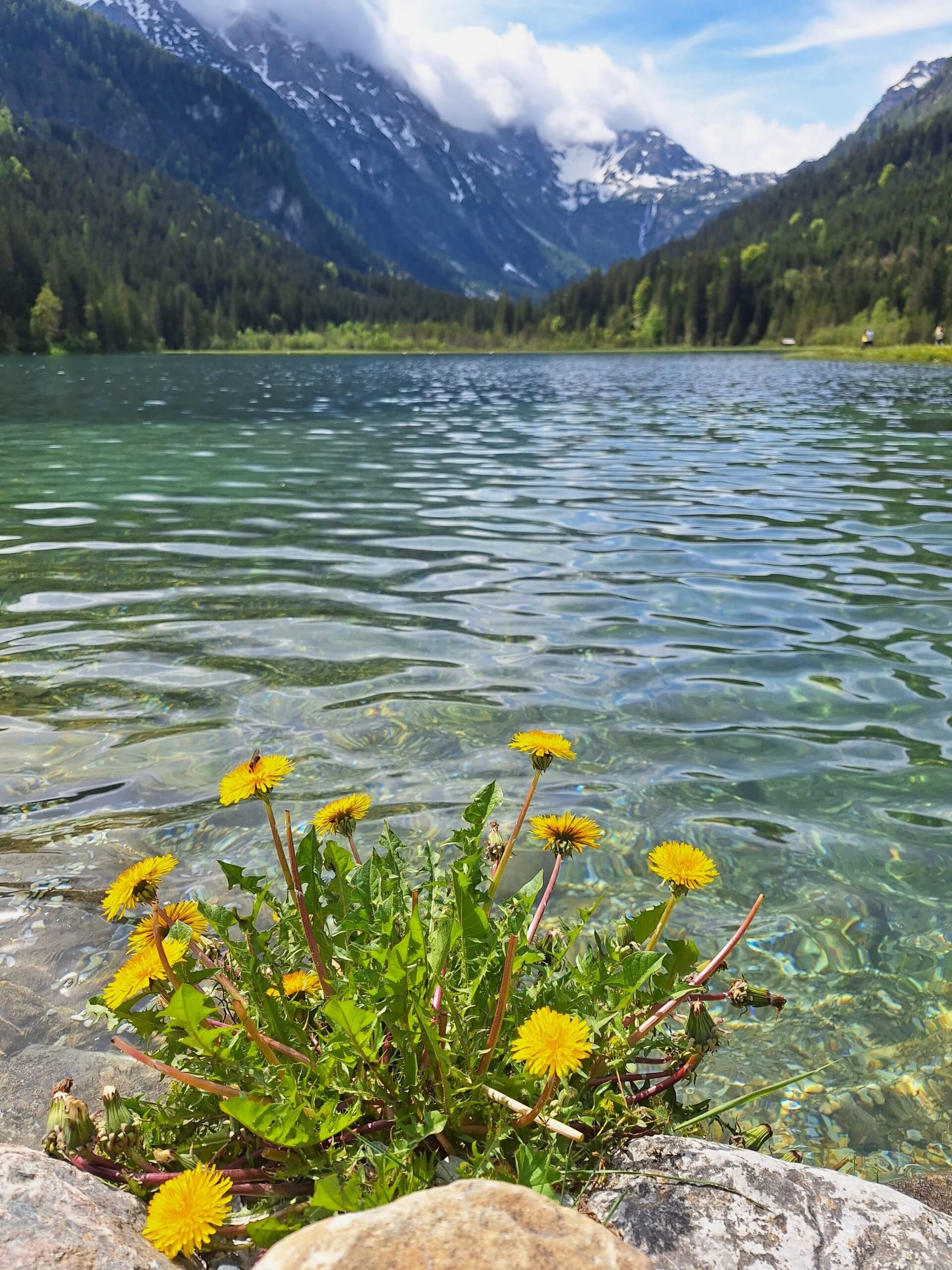 Bergsee mit Löwenzahn im Vordergrund