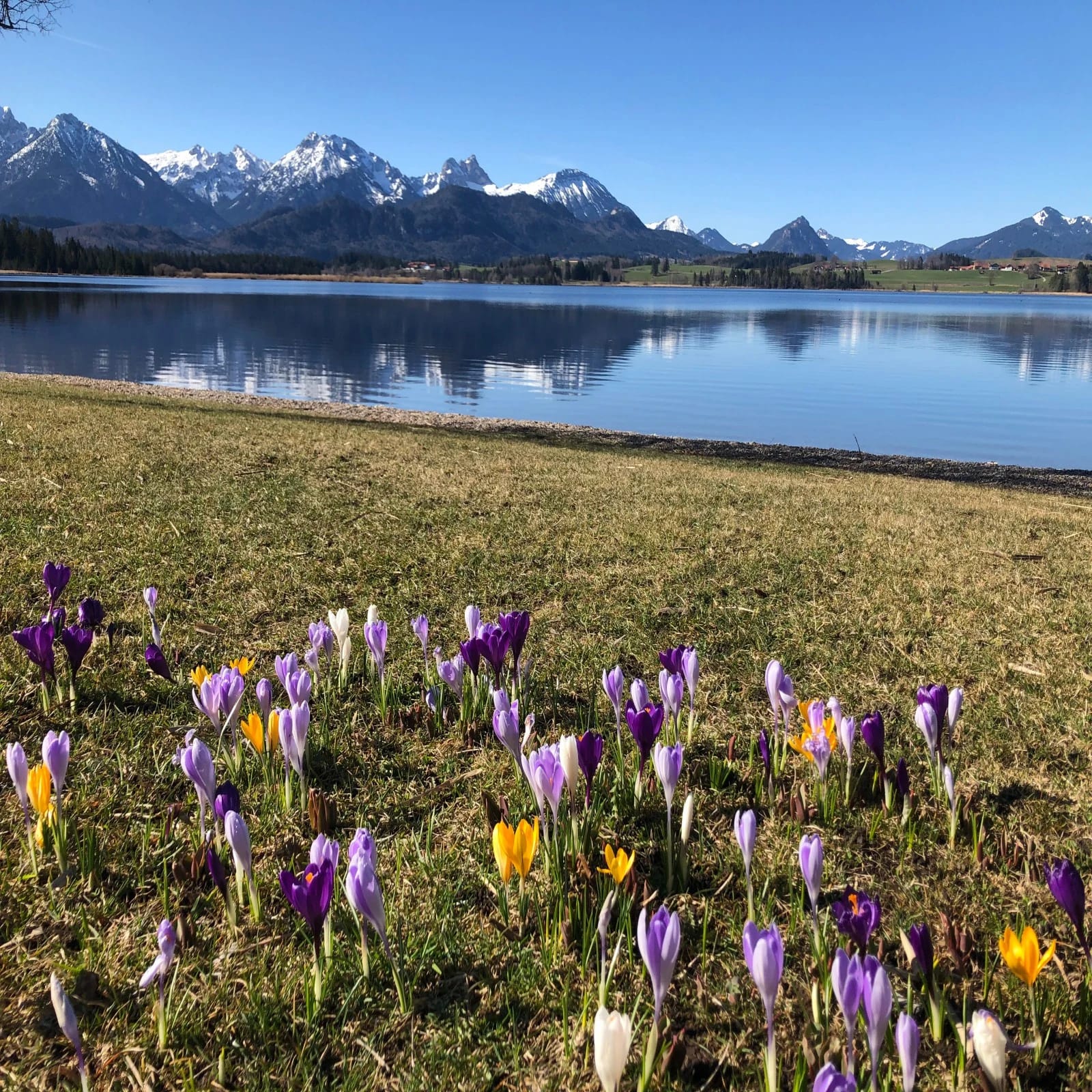 Krokuswiese am See mit schneebedeckten Bergen im Frühling