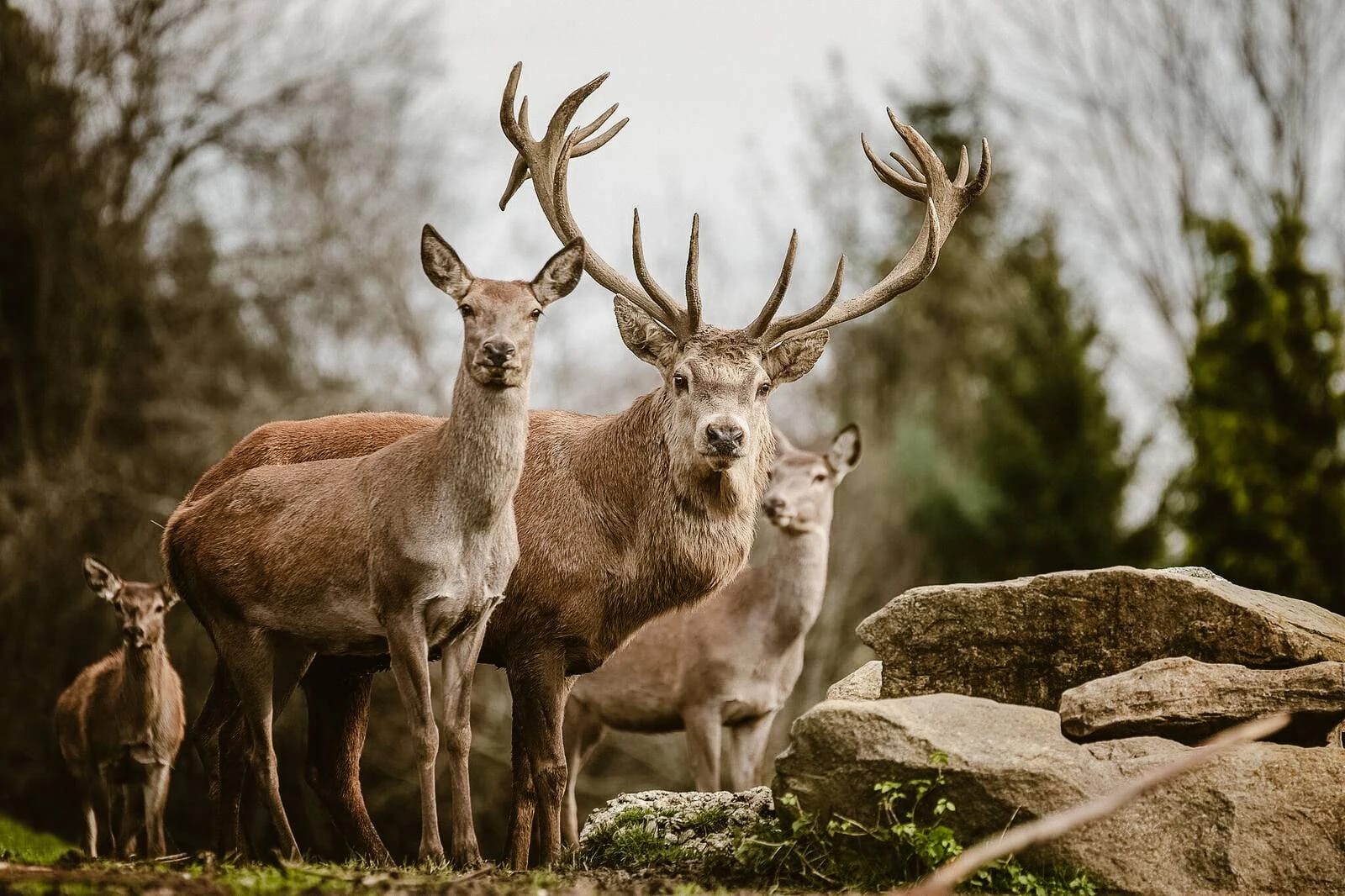 Hirsche im hoteleigenen Wildpark zwischen Felsen und Bäumen