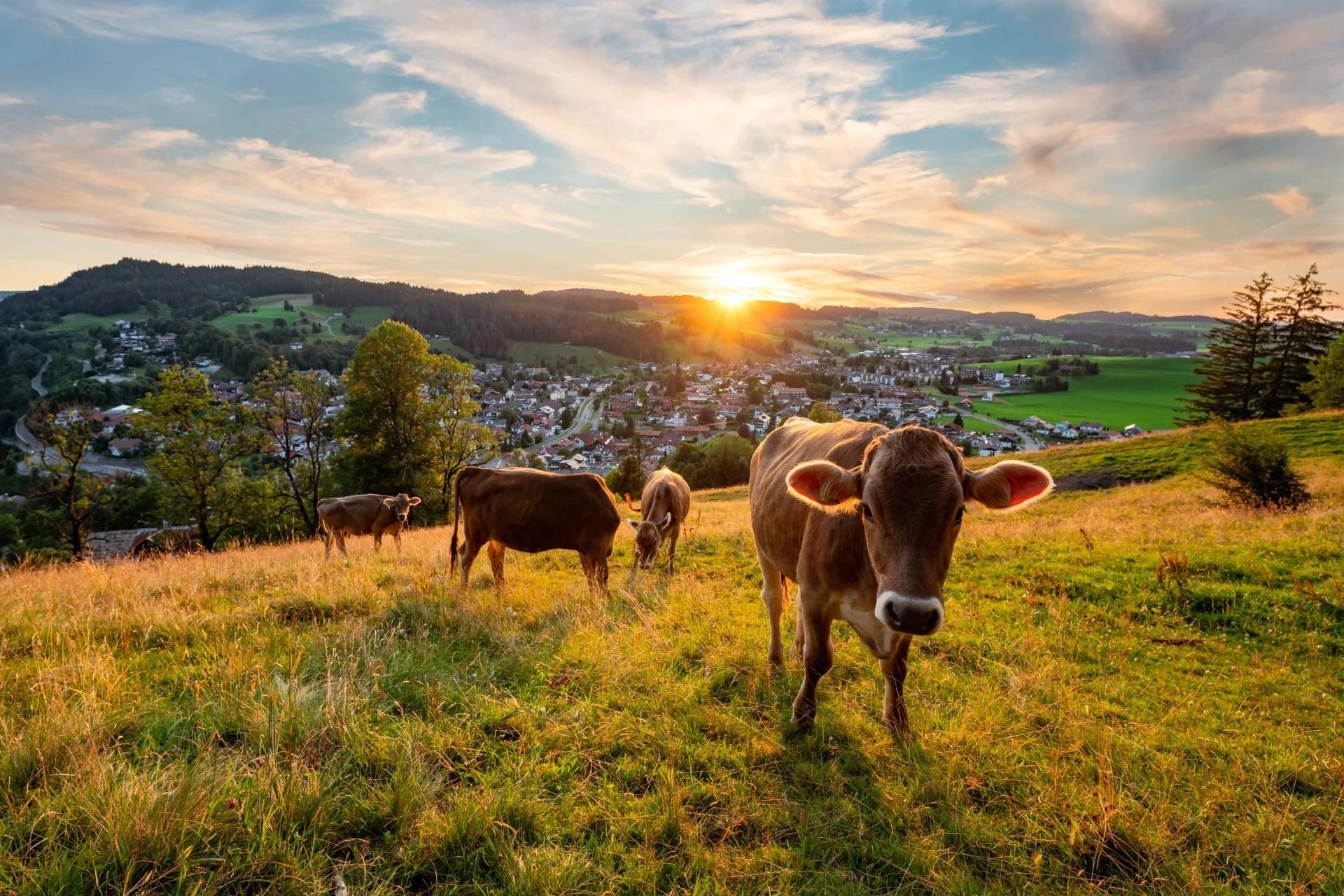 Kühe auf einer Bergwiese im Abendlicht mit Blick über den Ort und die Hügel