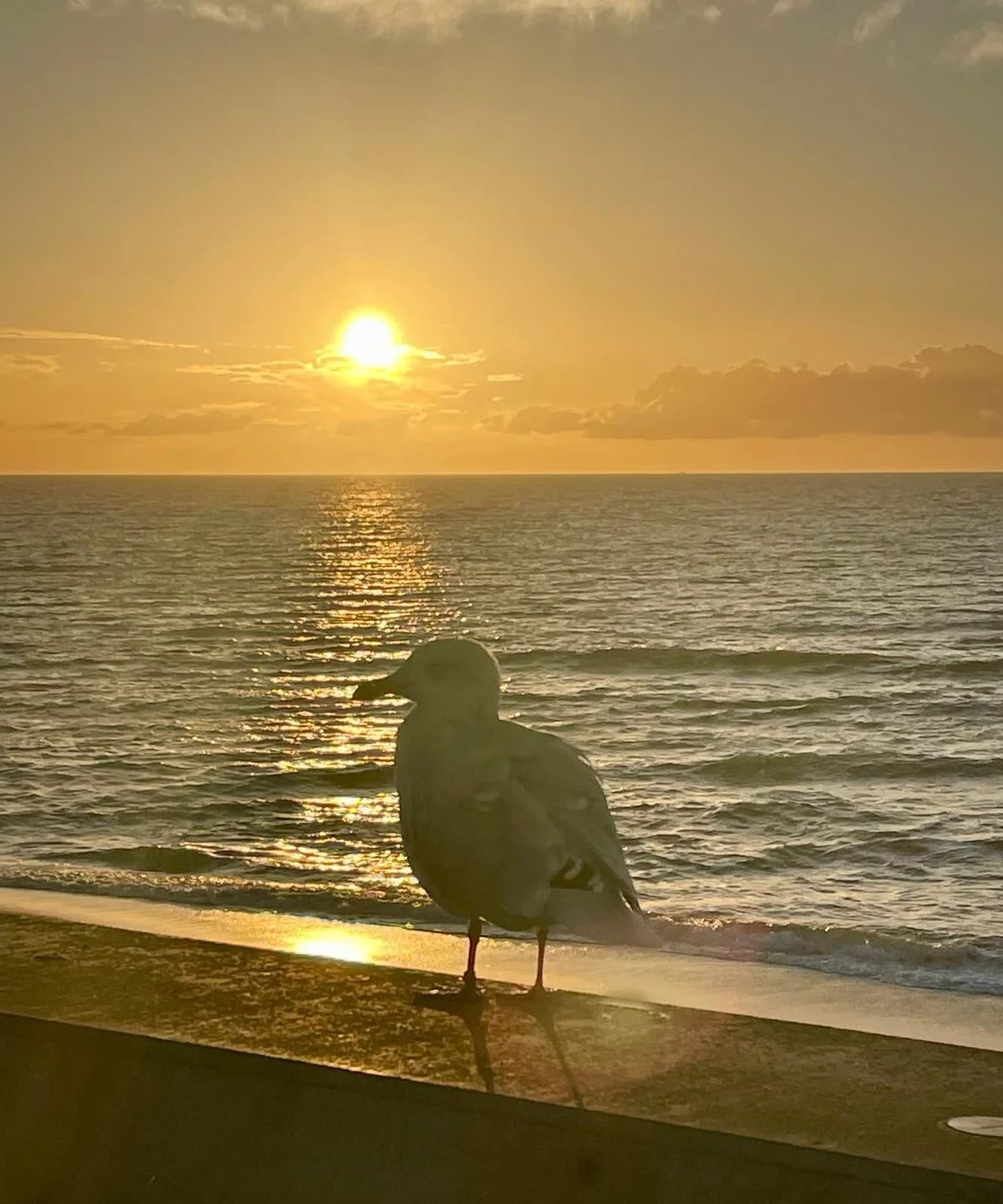 Möwe auf einer Mauerkante vor der Nordsee im Sonnenuntergang