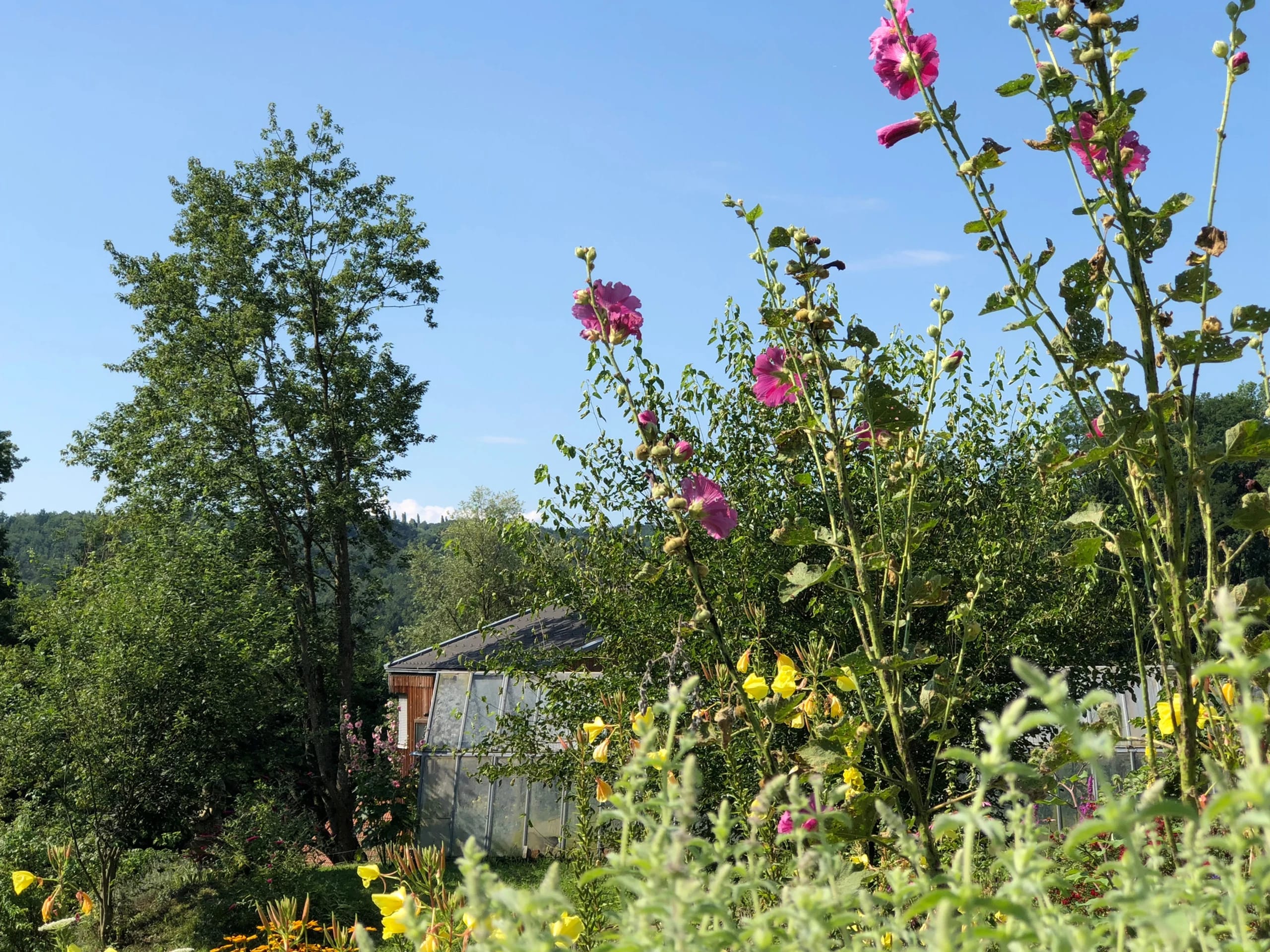 Blühender Garten mit Stockrosen und einem Holzgebäude im Hintergrund
