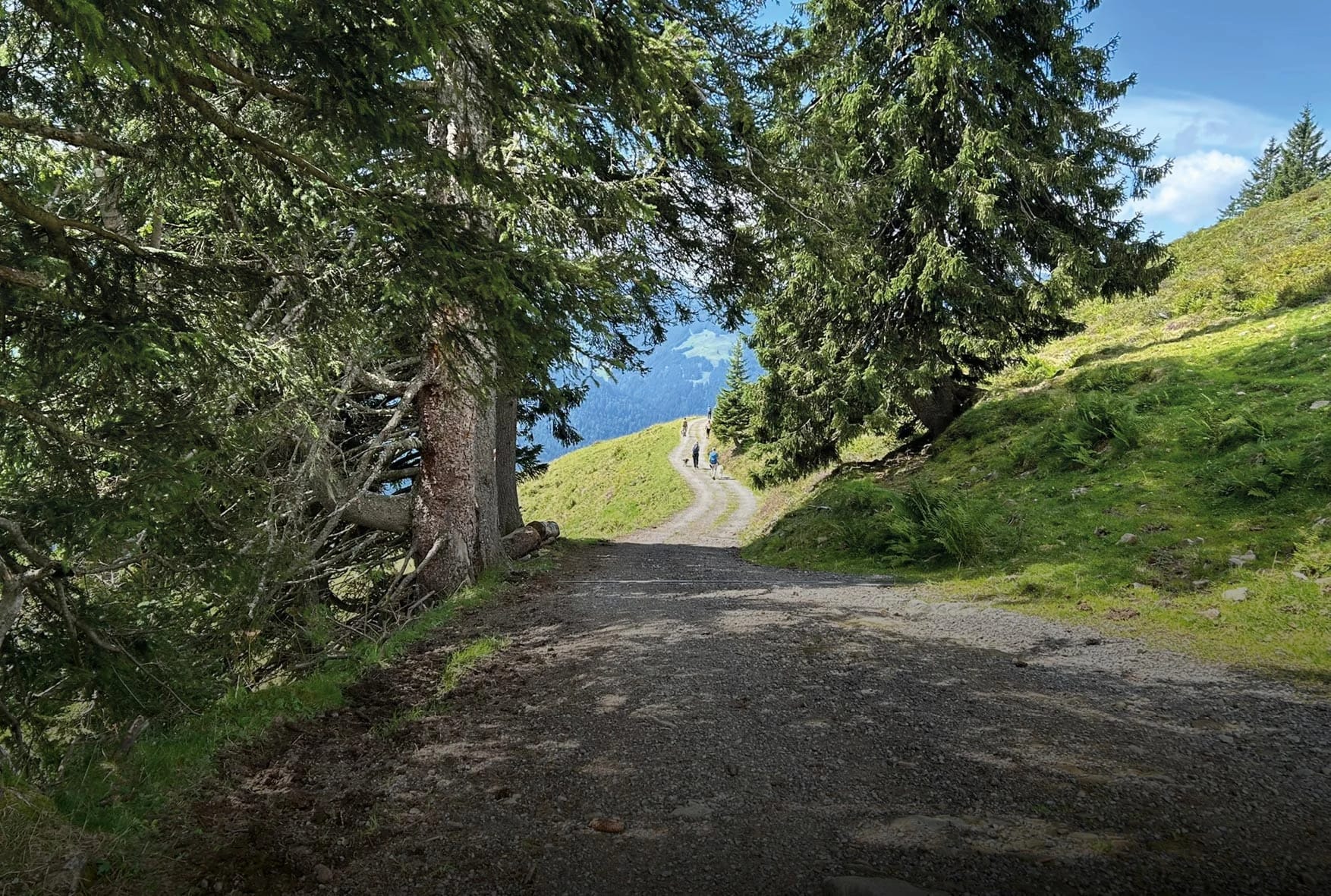 Wanderweg durch einen Bergwald mit Blick auf grüne Hügel