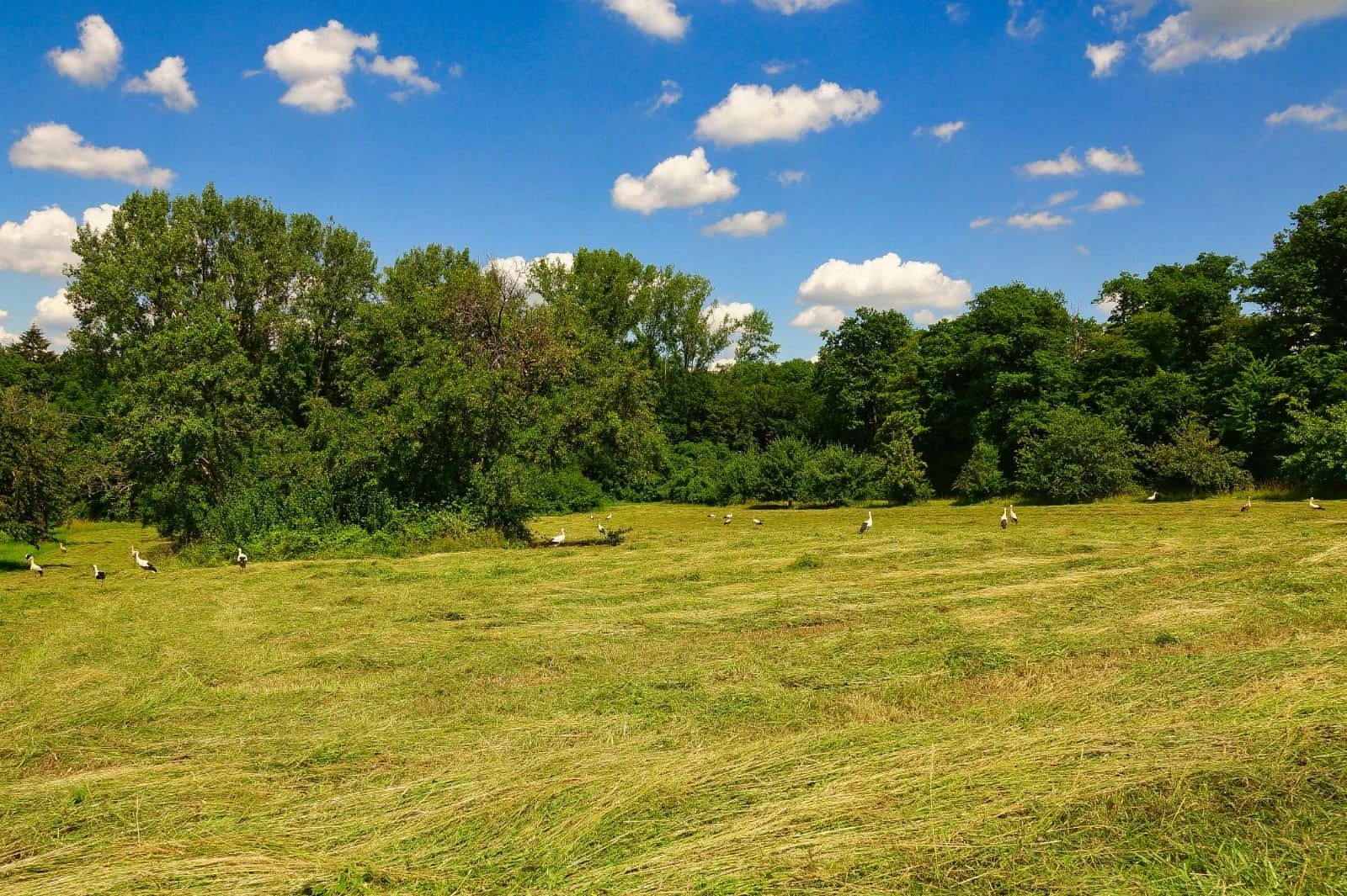 Grüne Wiese mit Störchen unter blauem Himmel