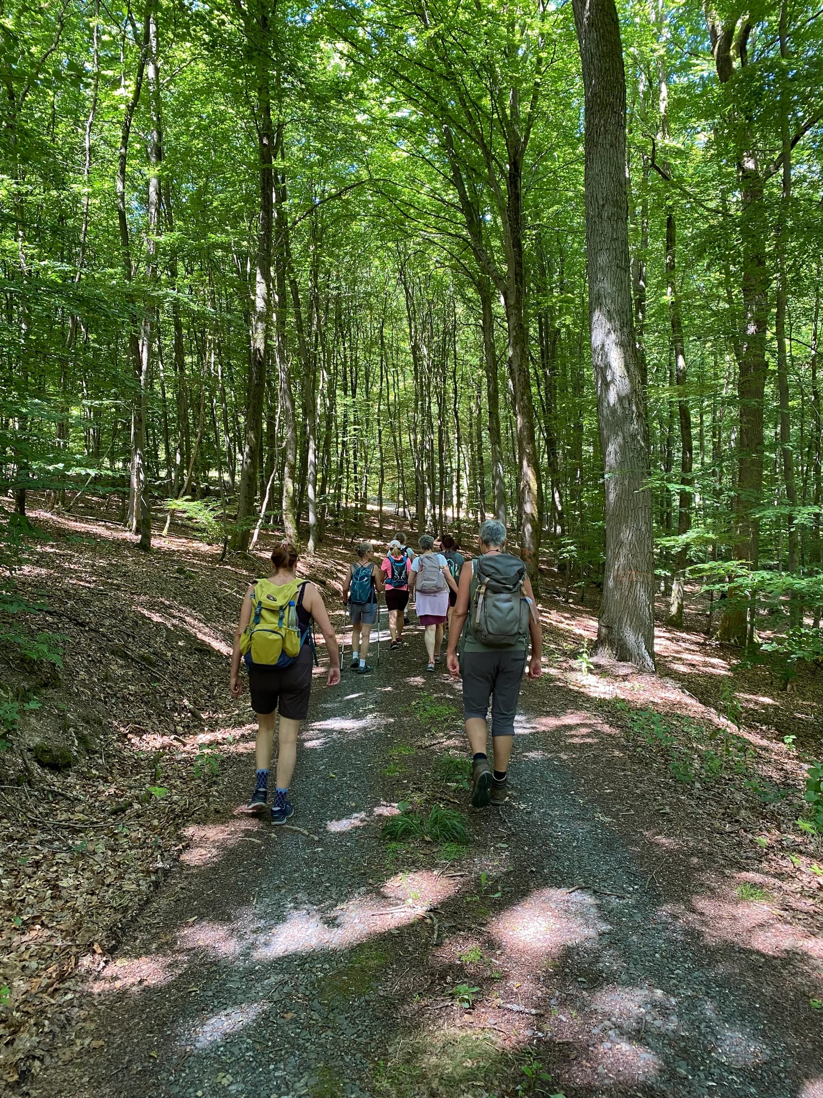 Fastenwandergruppe auf einem schattigen Waldweg
