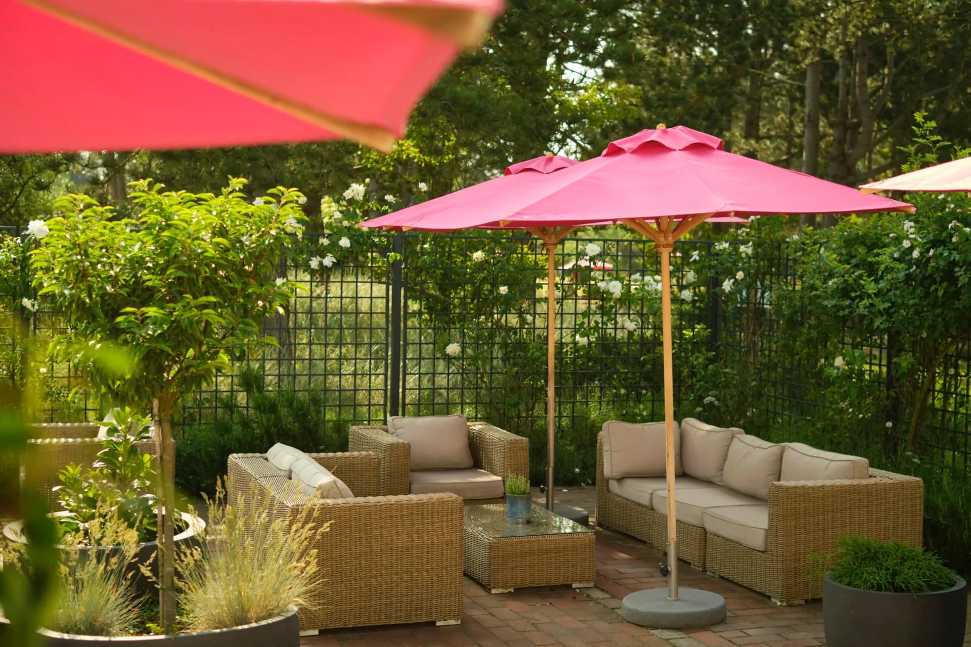 Terrasse mit Rattan-Loungemöbeln und pinkfarbenen Sonnenschirmen vor berankter Wand