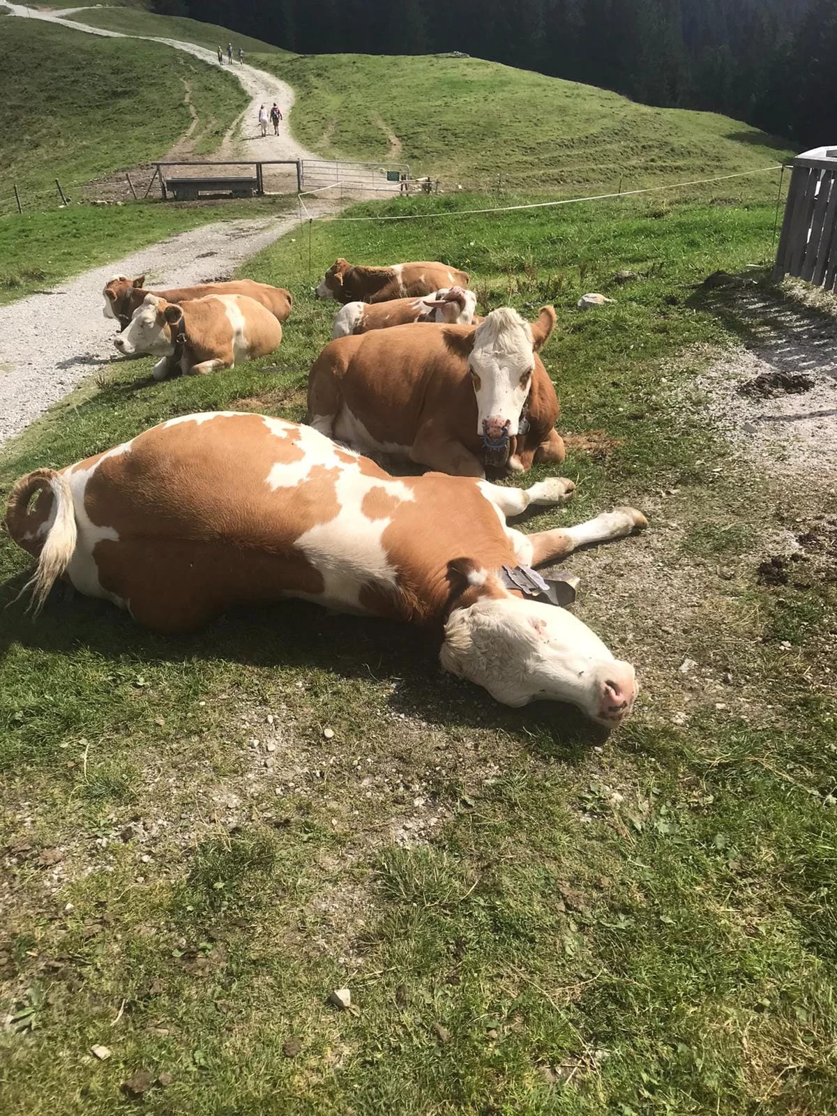 Almidylle: Kühe am Wegrand einer Fastenwanderung