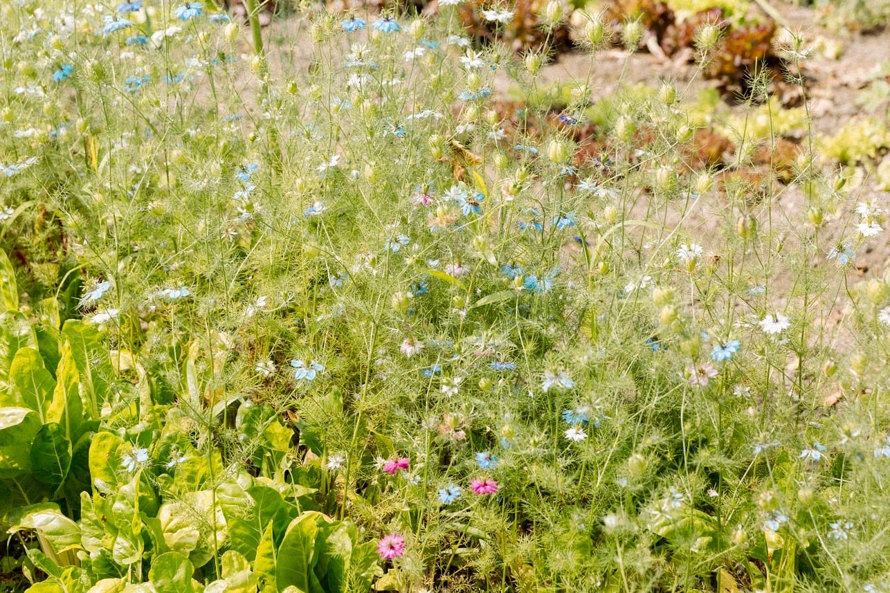 Blühendes Kräuter- und Gemüsebeet im Garten