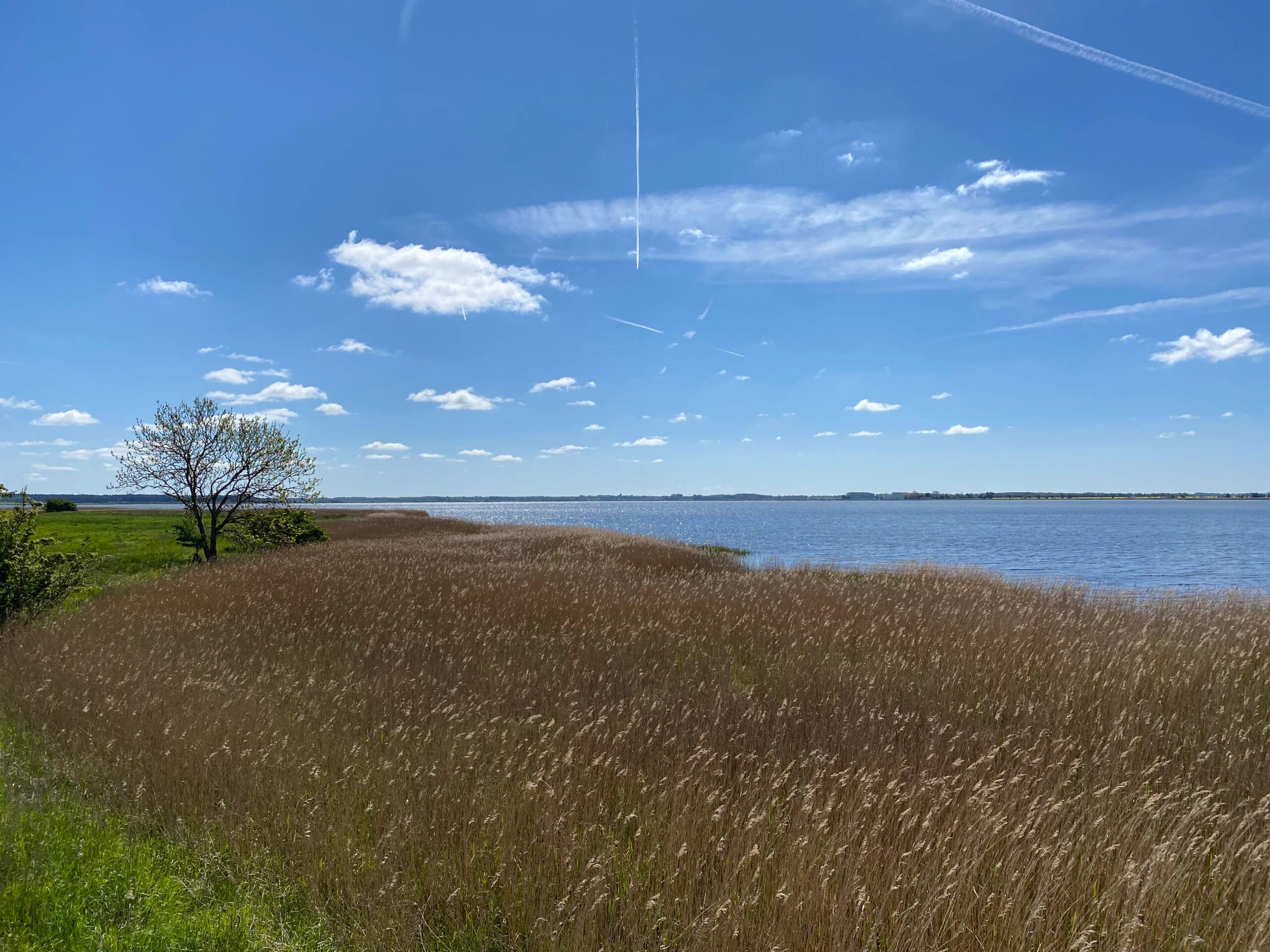 Blick über Schilfgras auf den Bodden bei Rügen