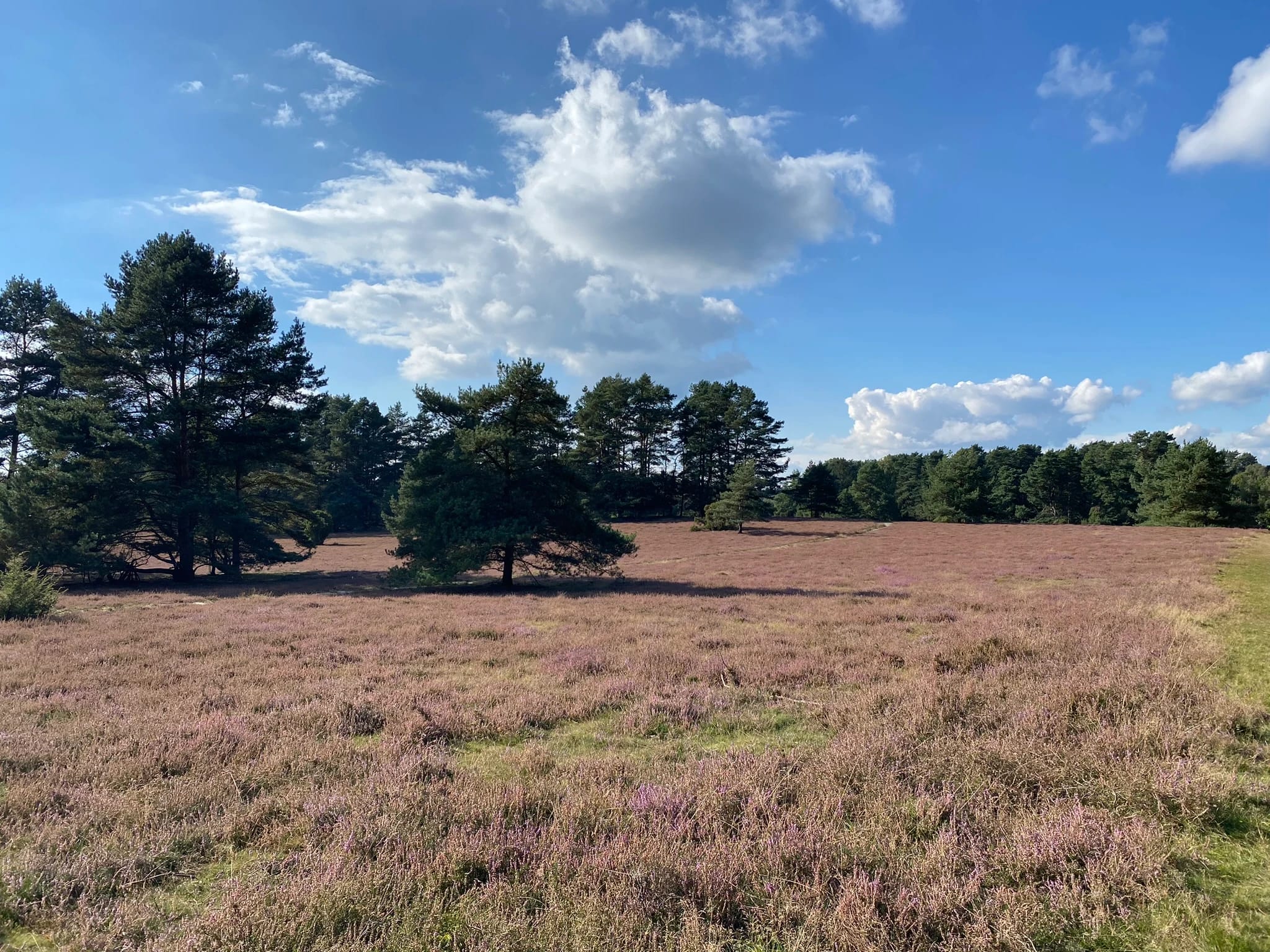 Blühende Heidelandschaft in der Lüneburger Heide