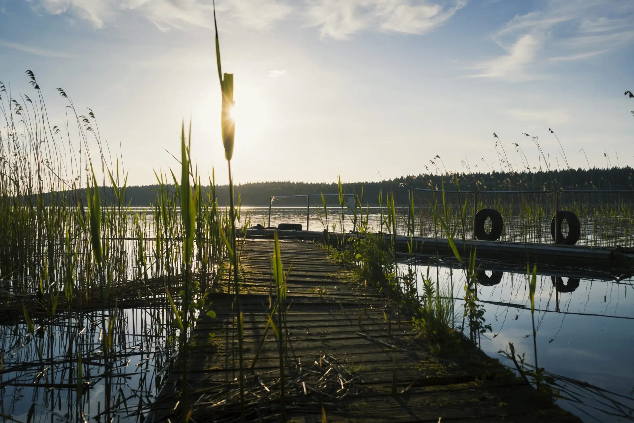 Holzsteg am See mit Schilf im Abendlicht