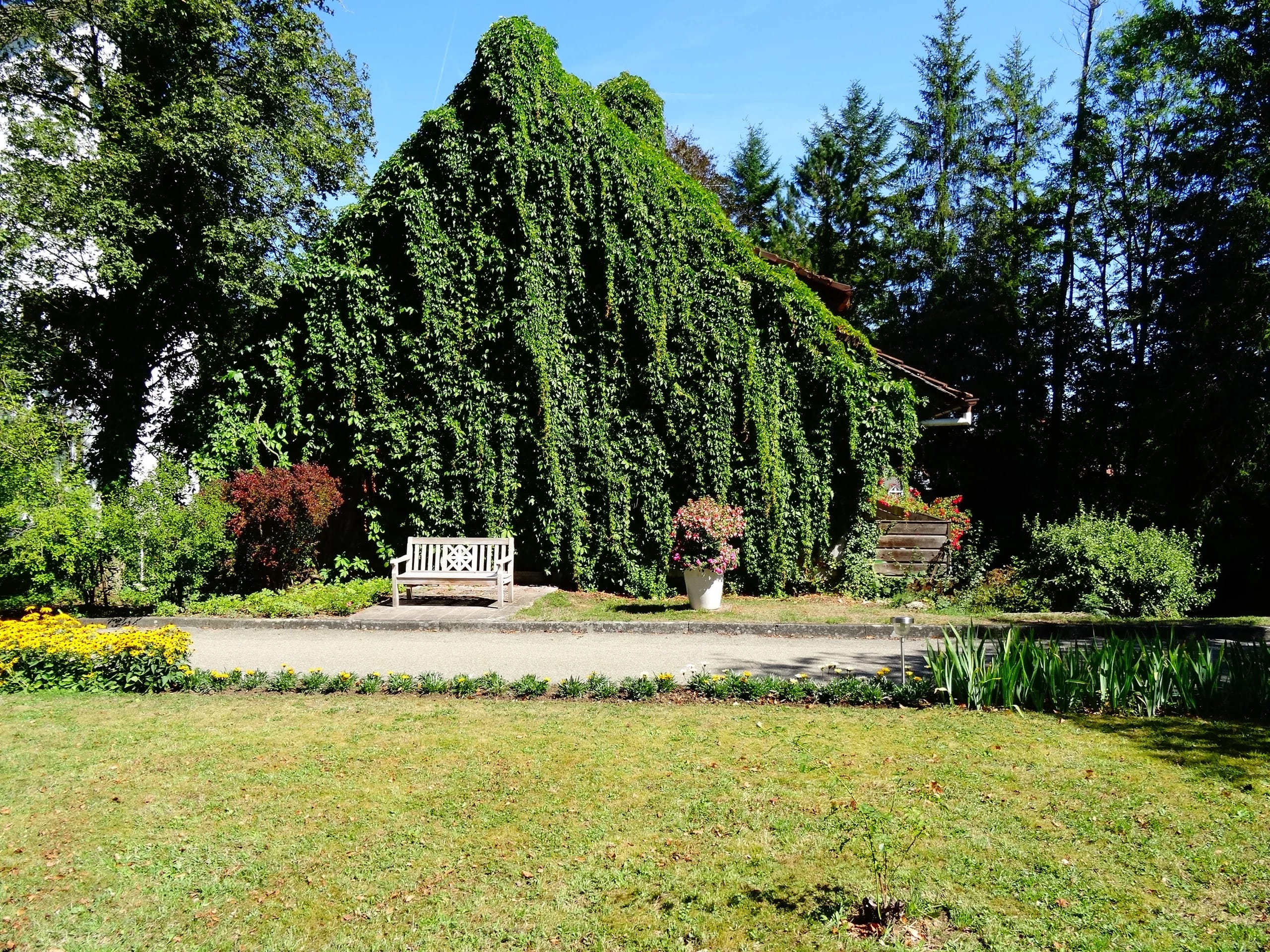 Dicht berankter Baum mit weißer Sitzbank und Blumenbeeten im Garten