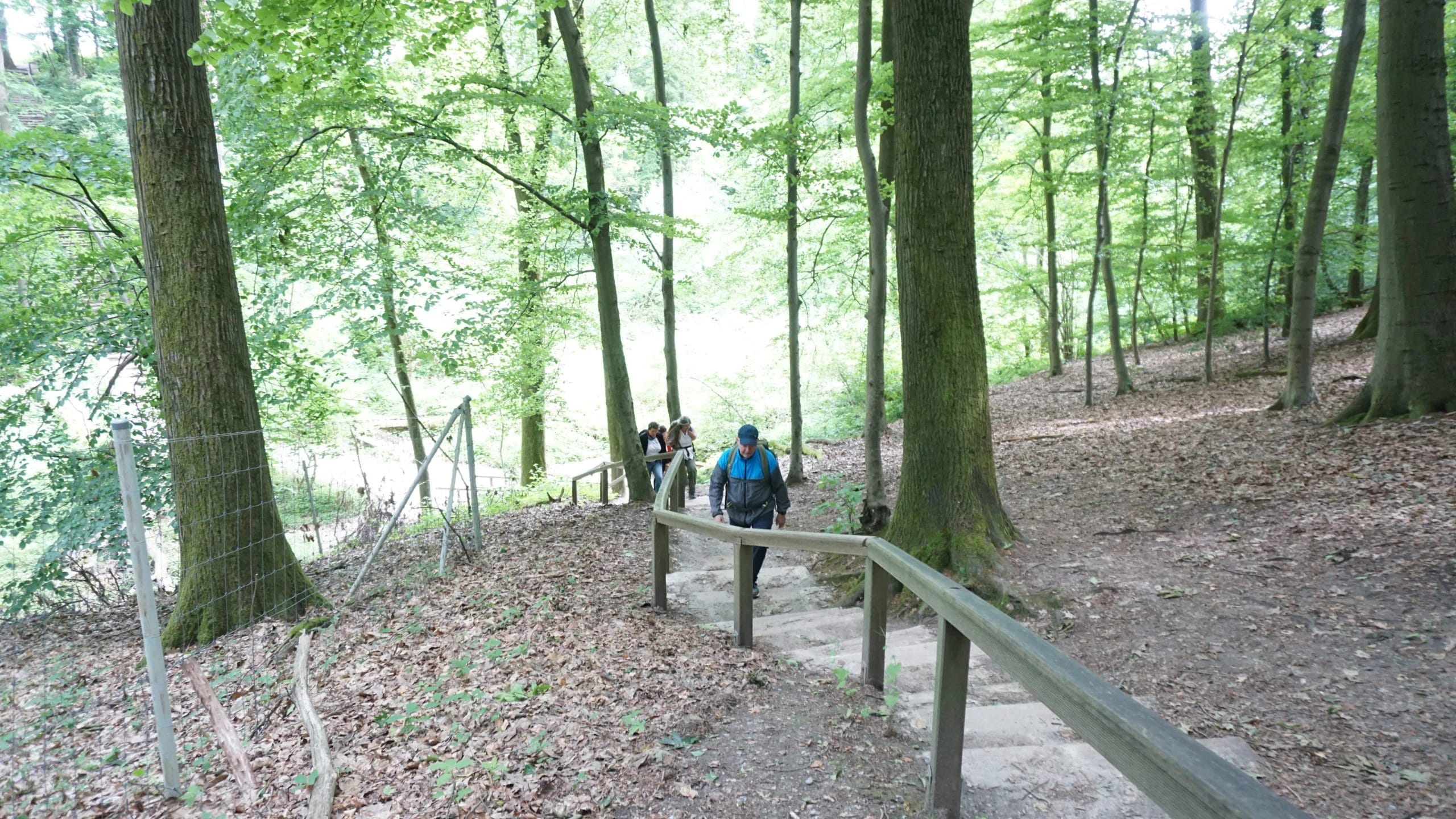 Fastenwandergruppe steigt eine Holztreppe im Wald hinab