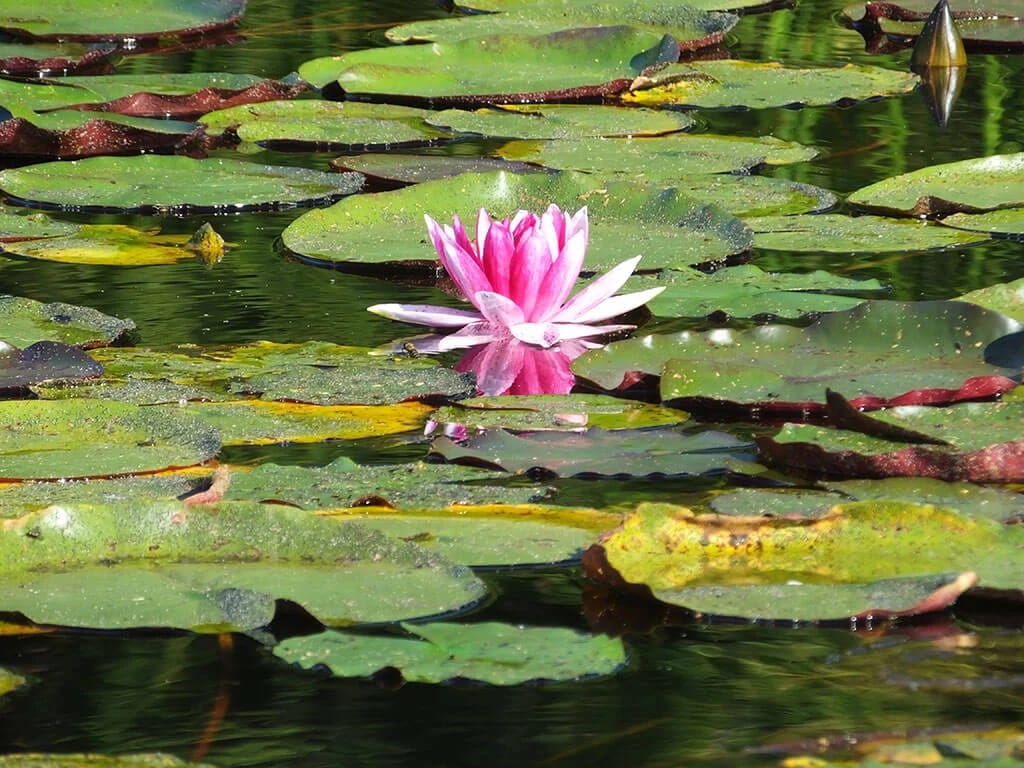 Rosa Seerose auf einem Teich mit Seerosenblättern