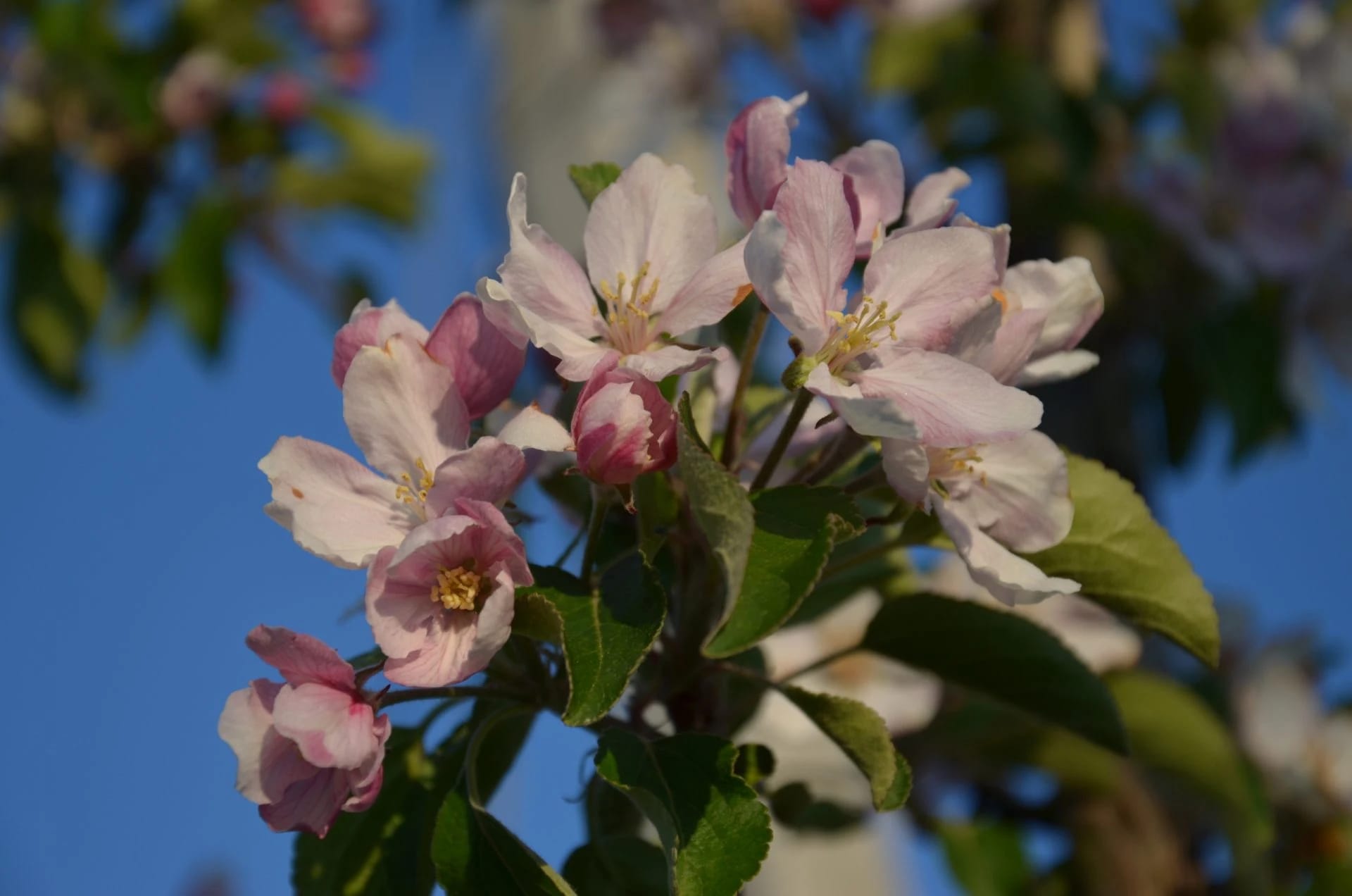 Blühender Obstbaum mit rosa Blüten vor blauem Himmel