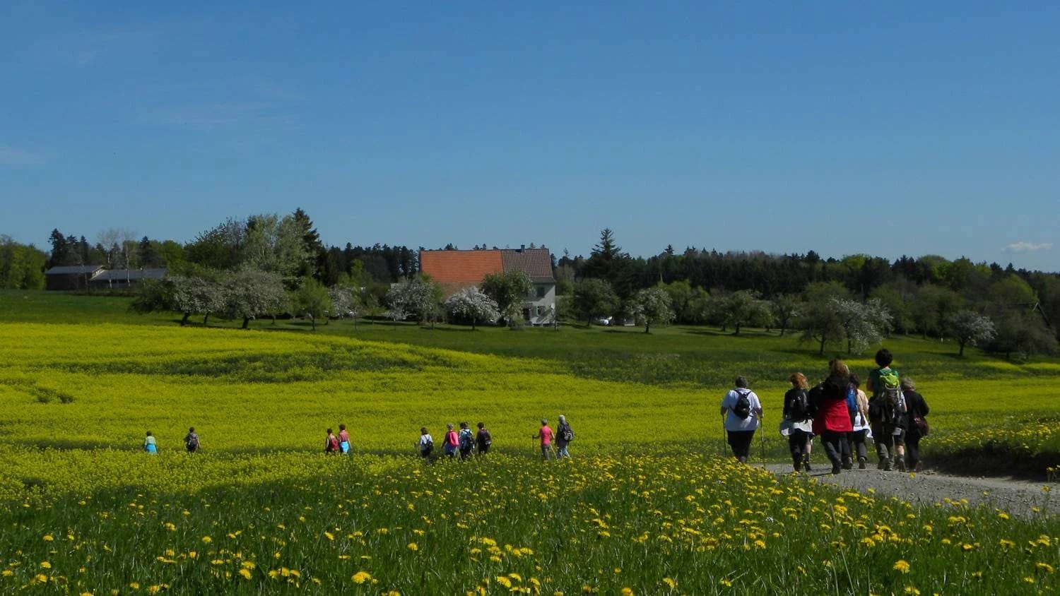 Löwenzahnwiese unter blauem Himmel, Wandergruppe auf dem Feldweg