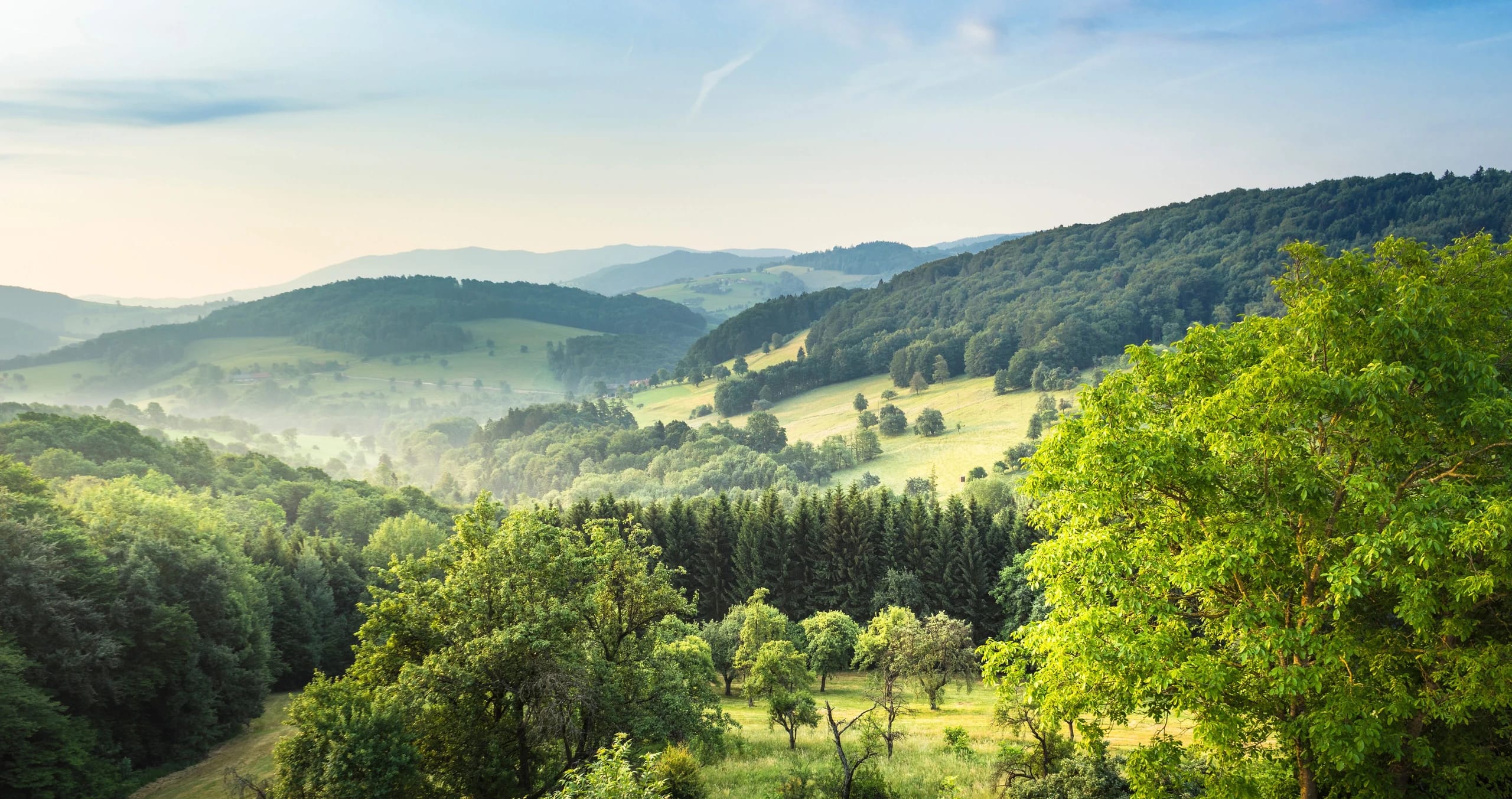 Blick über bewaldete Hügel mit aufsteigendem Nebel