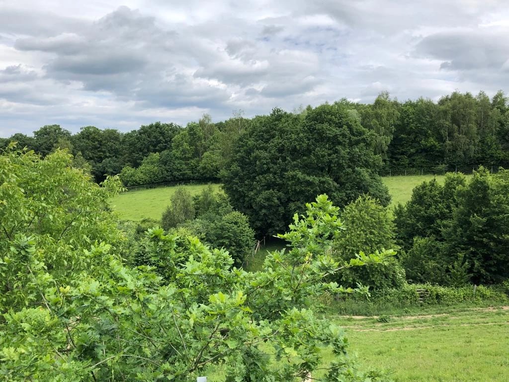 Sanft hügelige Wiesenlandschaft mit Wald im Hintergrund
