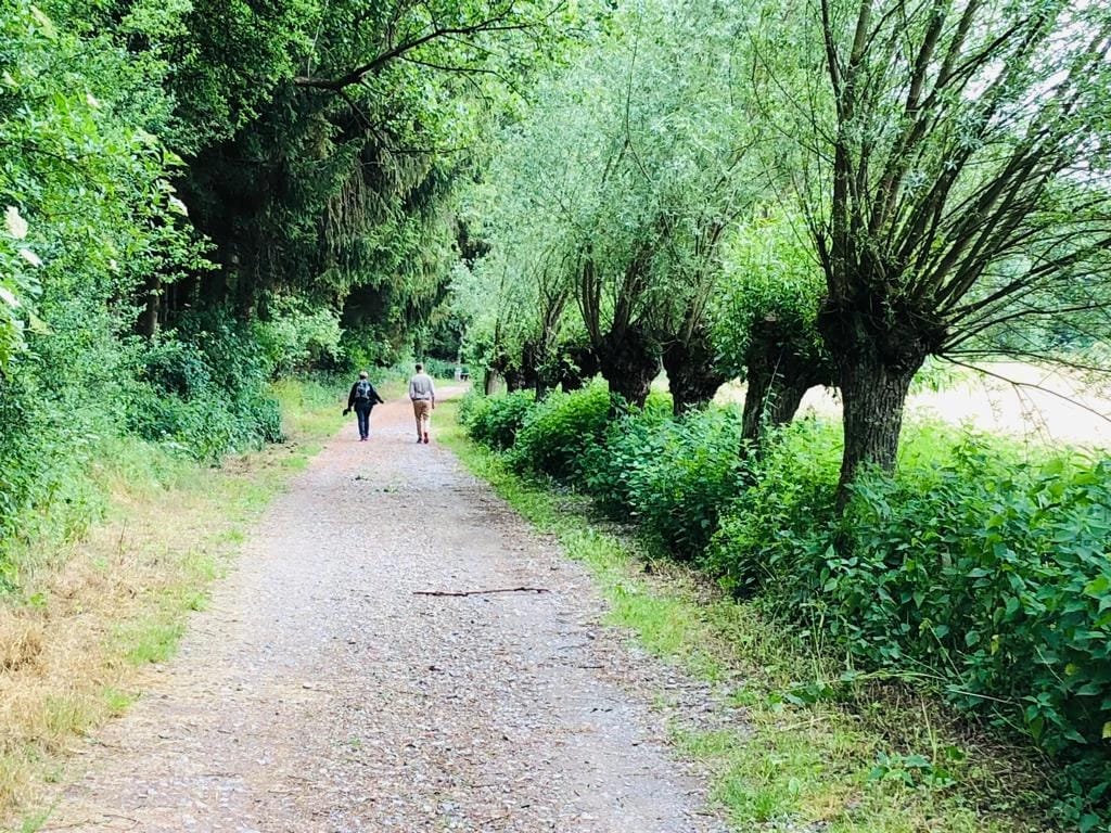 Wanderweg zwischen Kopfweiden mit Wandernden in der Ferne