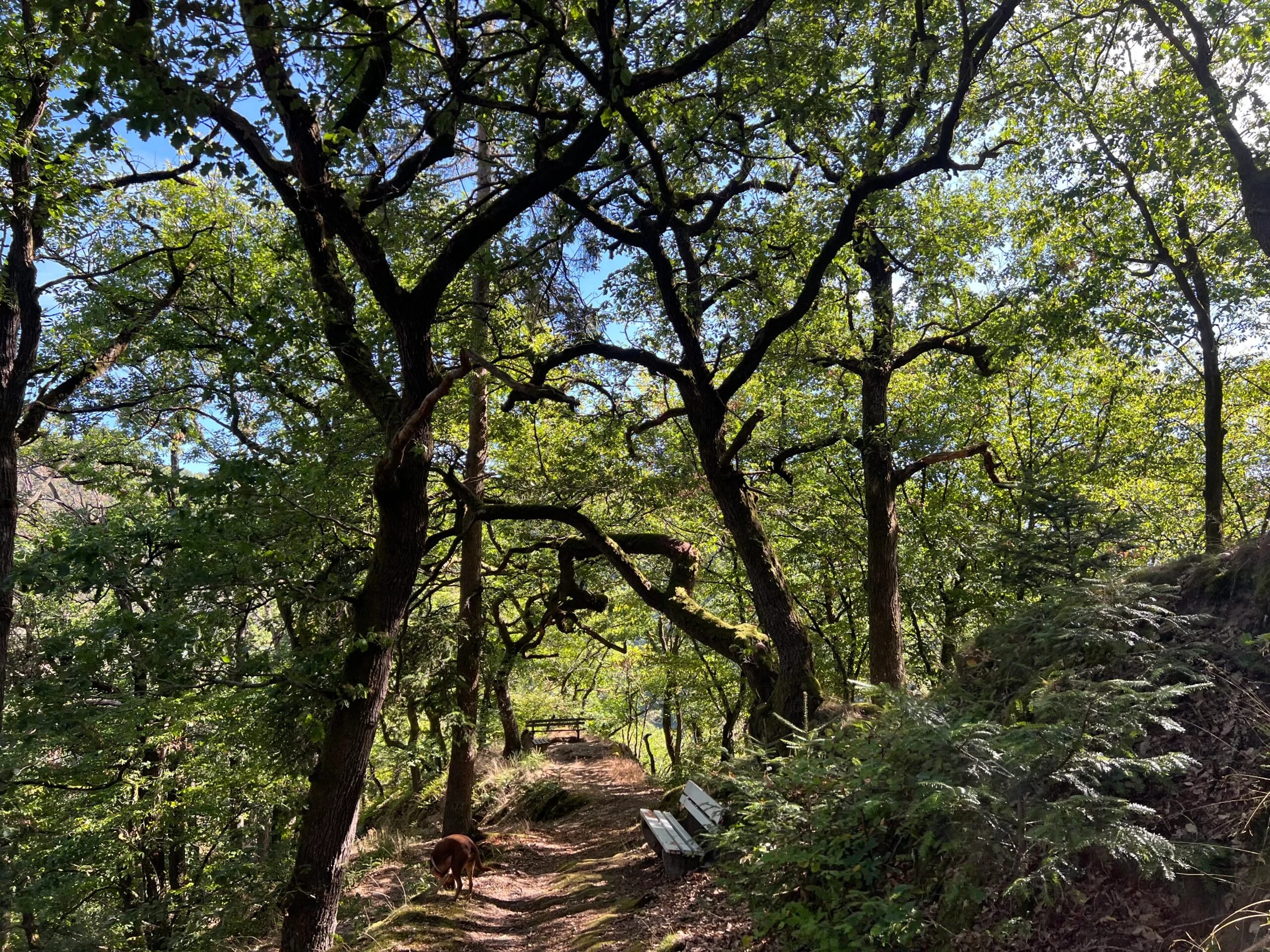 Waldweg mit Bänken zwischen alten Bäumen