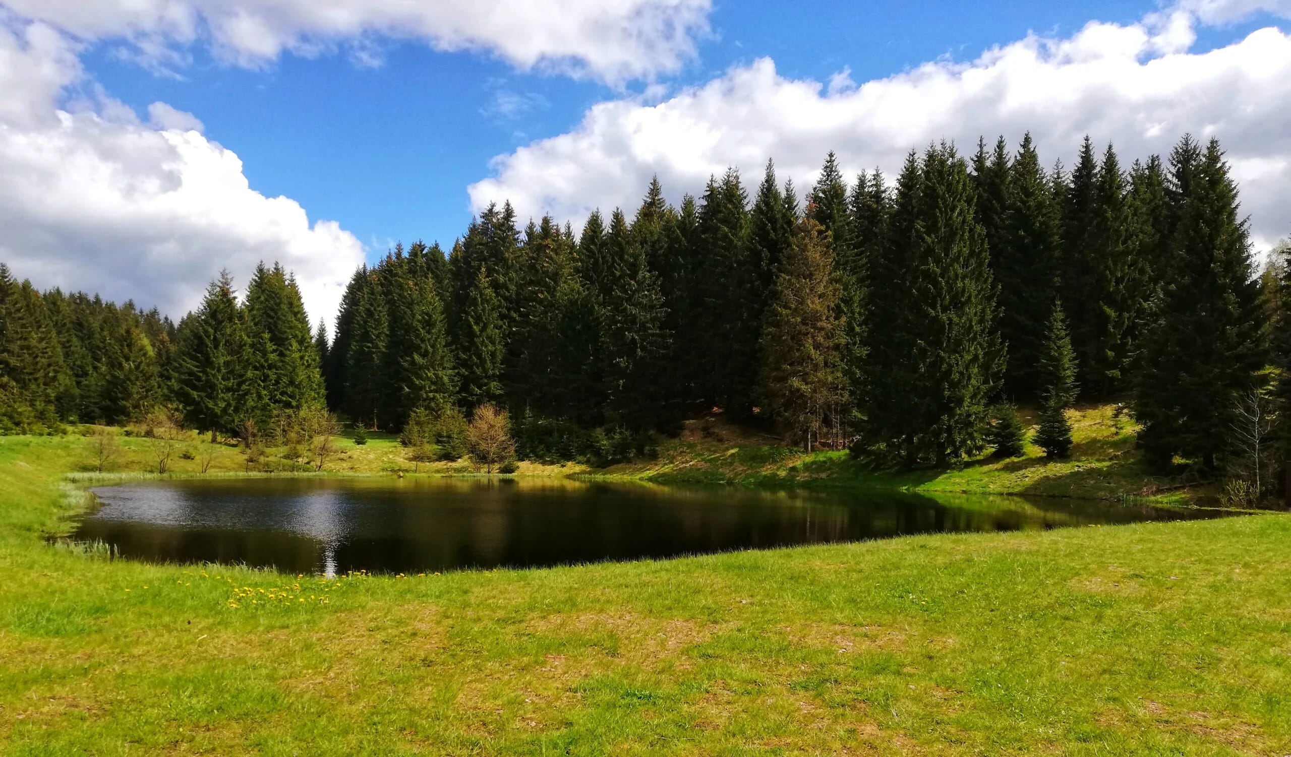 Kleiner Teich mit Wiese und Fichtenwald unter blauem Himmel