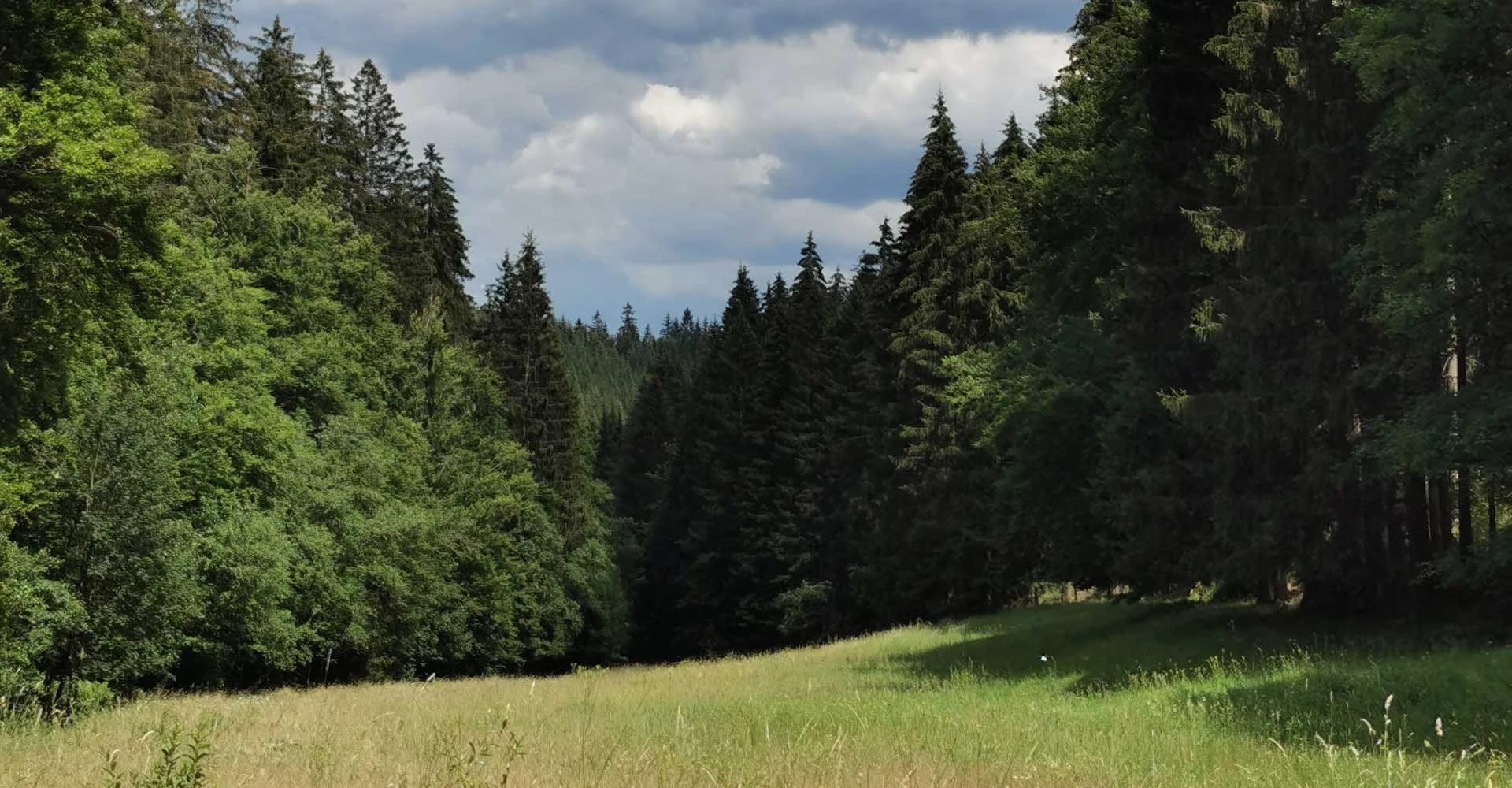 Sonnige Waldwiese mit hohen Fichten und blauem Himmel