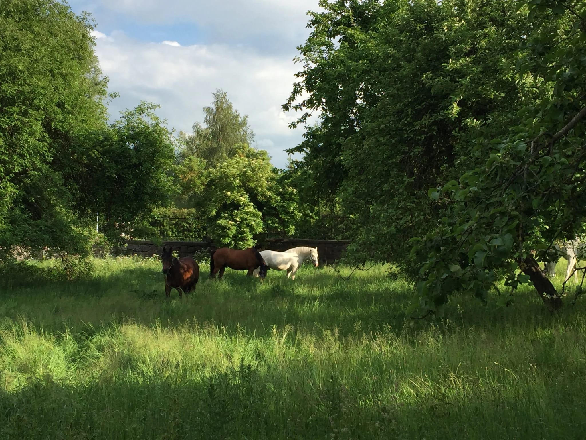 Weißer Schimmel grast auf einer Wiese, im Hintergrund ein Gebäude