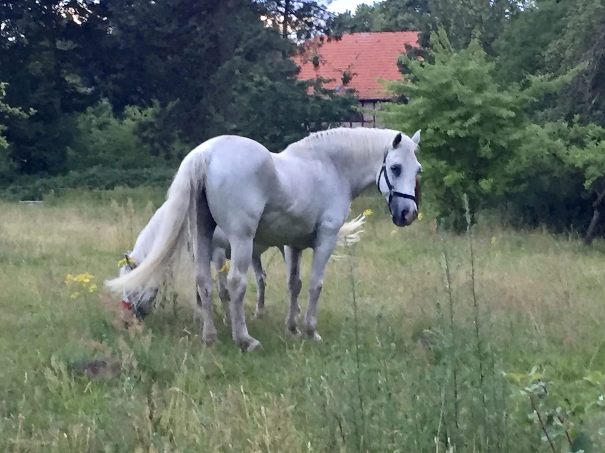 Schilfbewachsenes Boddenufer mit Sonne und weitem Himmel