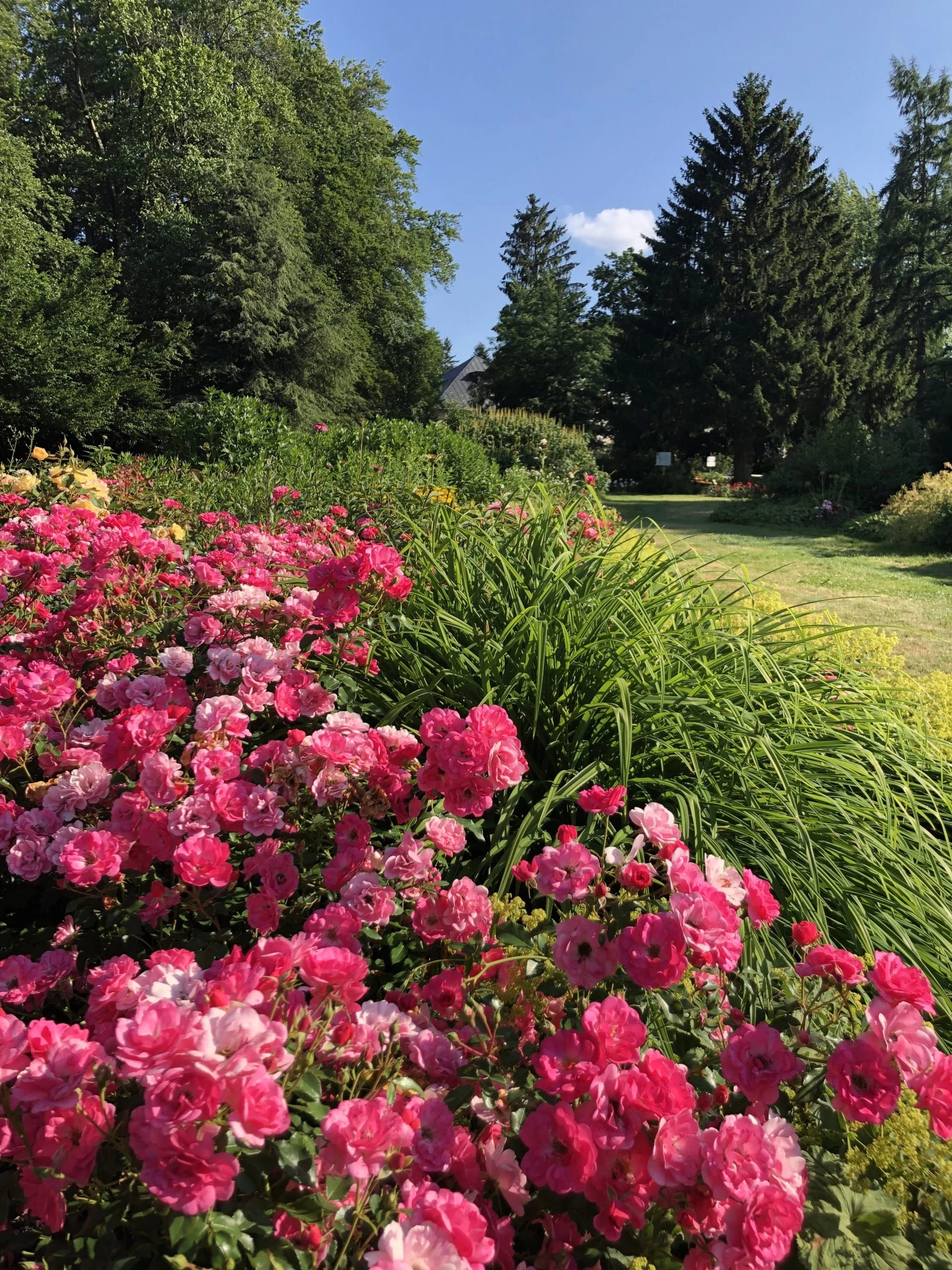 Blühende Rosenbeete im Park bei blauem Himmel