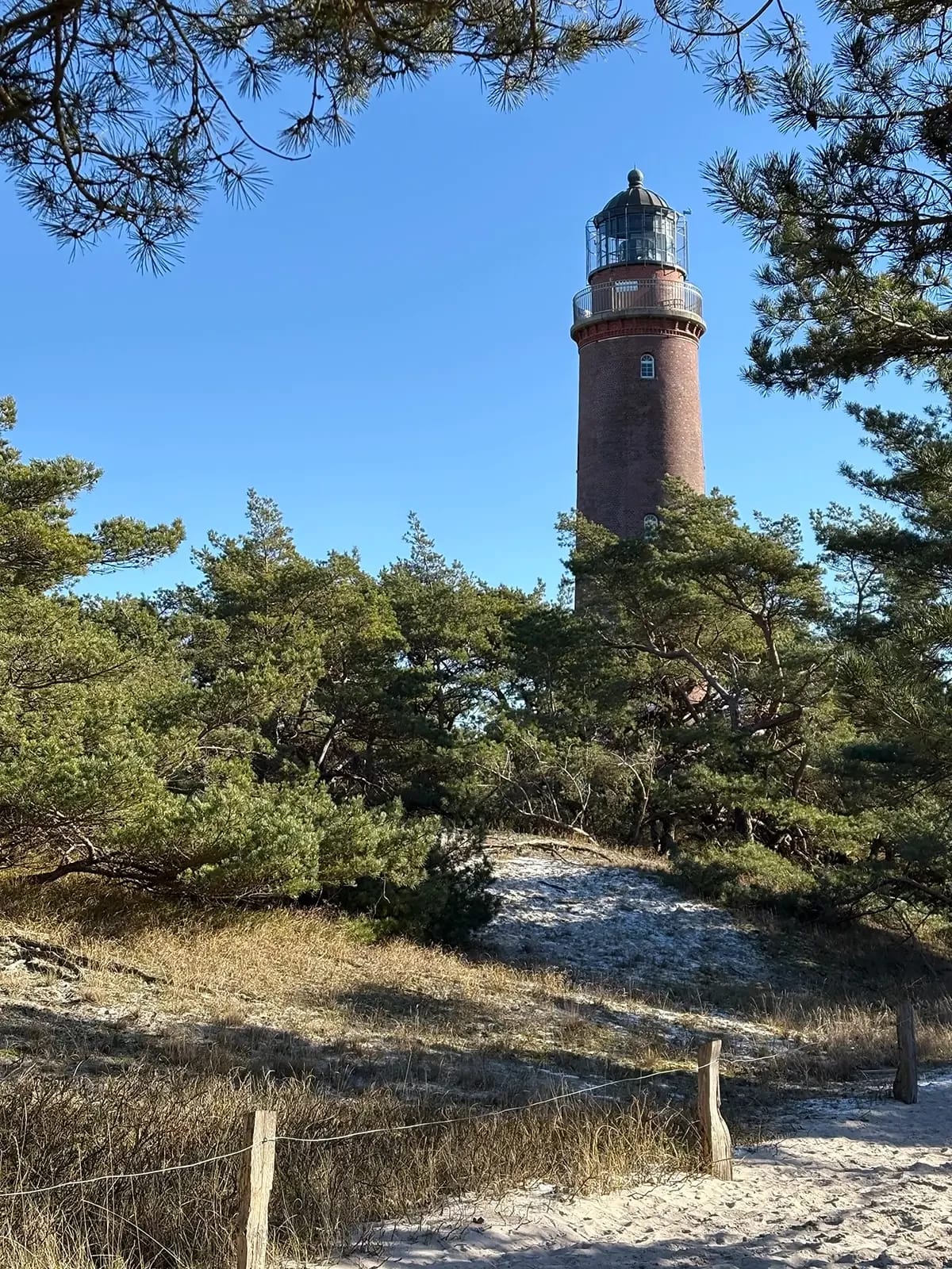 Leuchtturm Darßer Ort zwischen Kiefern