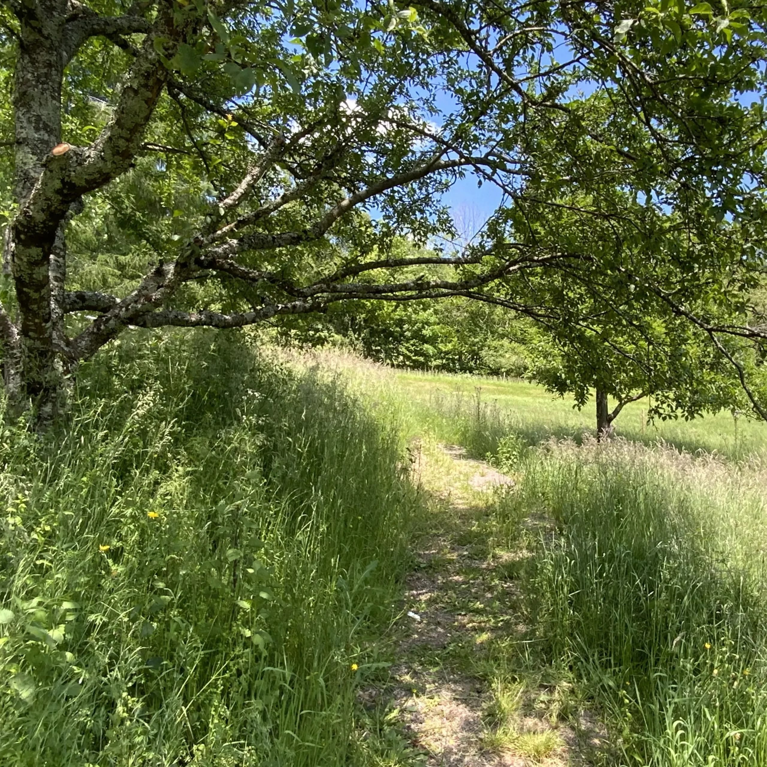 Wiesenpfad durch den Garten unter einem Obstbaum an einem sonnigen Sommertag