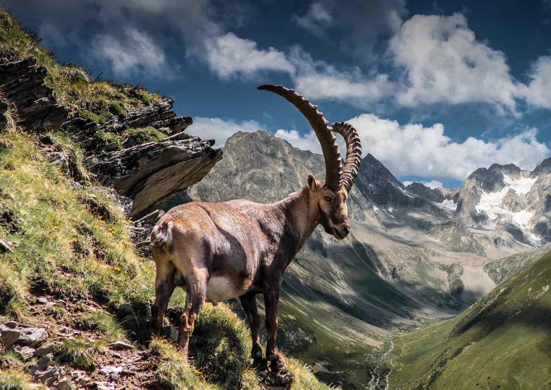 Steinbock auf einem Felshang im Naturpark Kaunergrat vor alpiner Bergkulisse