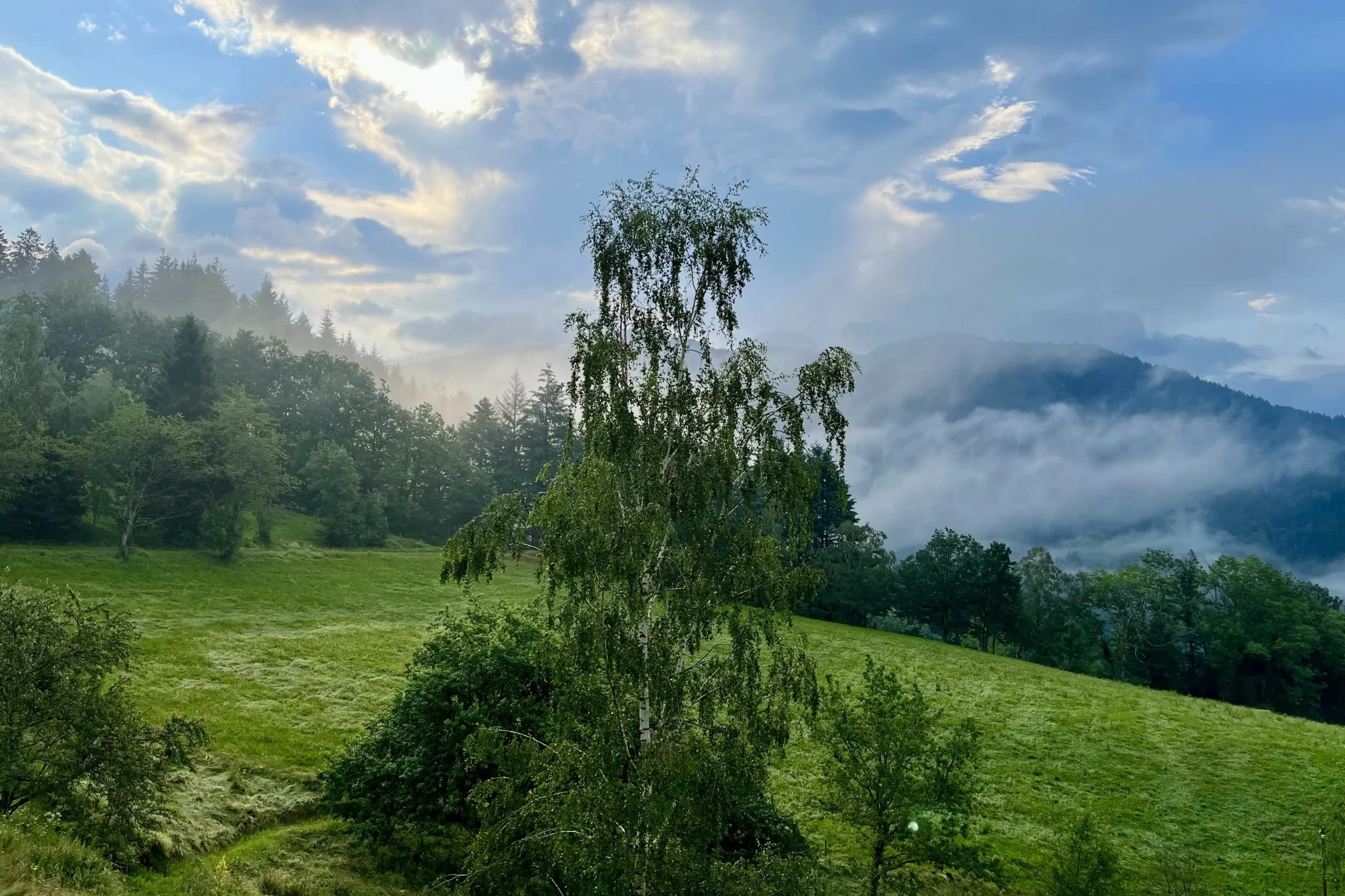 Morgenstimmung über der Wiese mit einer Birke, Nebelschwaden ziehen über die bewaldeten Berge