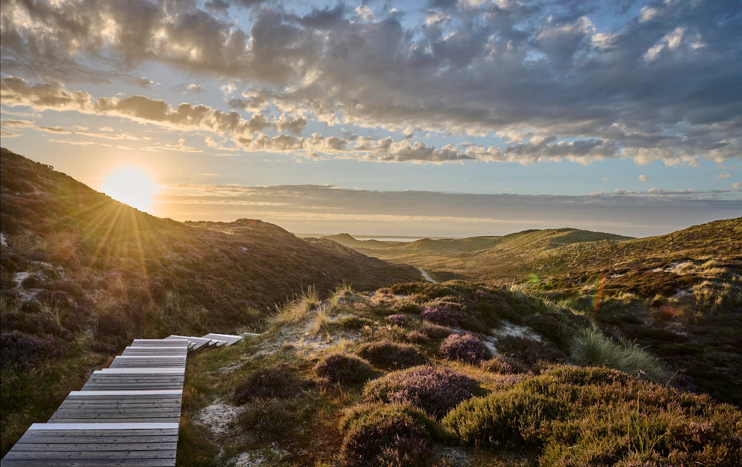 Bohlenweg durch die blühende Dünenheide mit Blick aufs Meer bei tief stehender Sonne