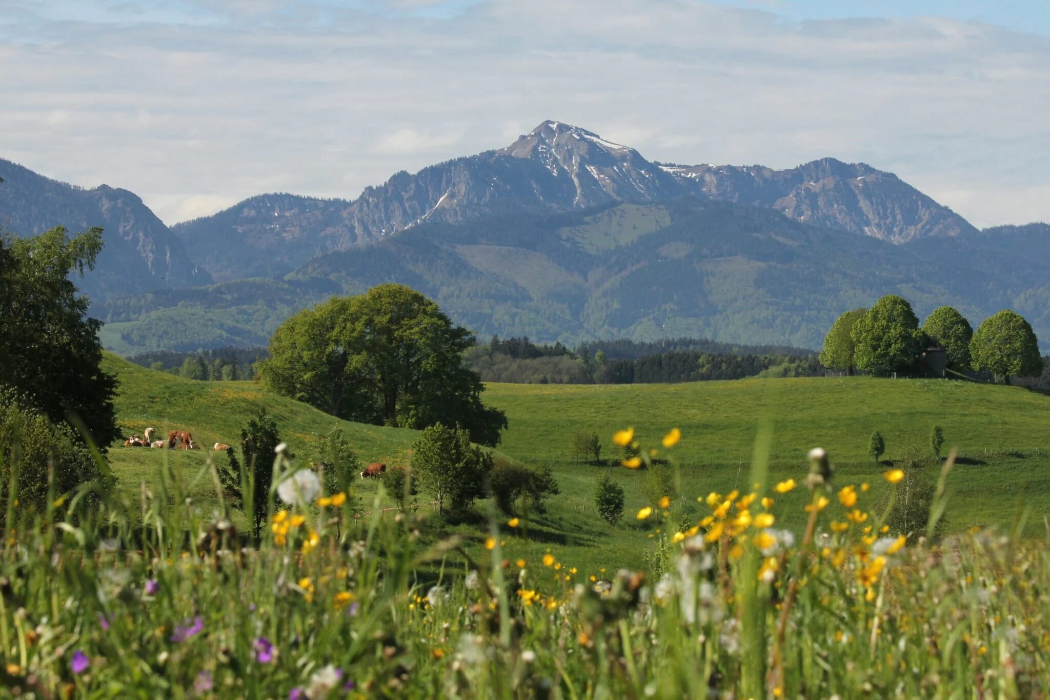 Blühende Bergwiese mit Blick auf einen schneebedeckten Gipfel