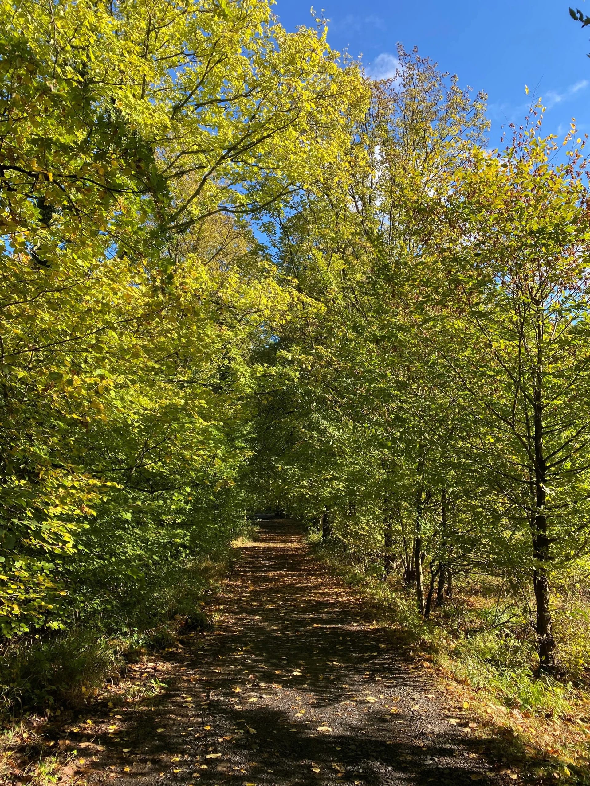 Sonniger Waldweg mit herbstlich gefärbten Bäumen