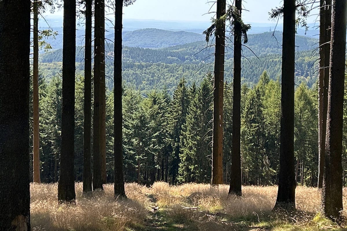 Blick durch Baumstämme auf das hügelige Taunus-Gebiet