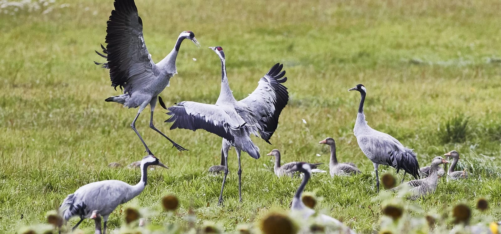 Kraniche auf einer Wiese