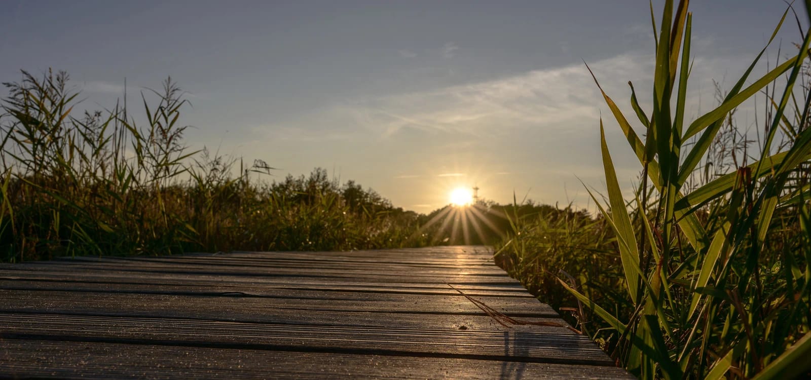 Holzsteg durch das Schilf bei Sonnenuntergang