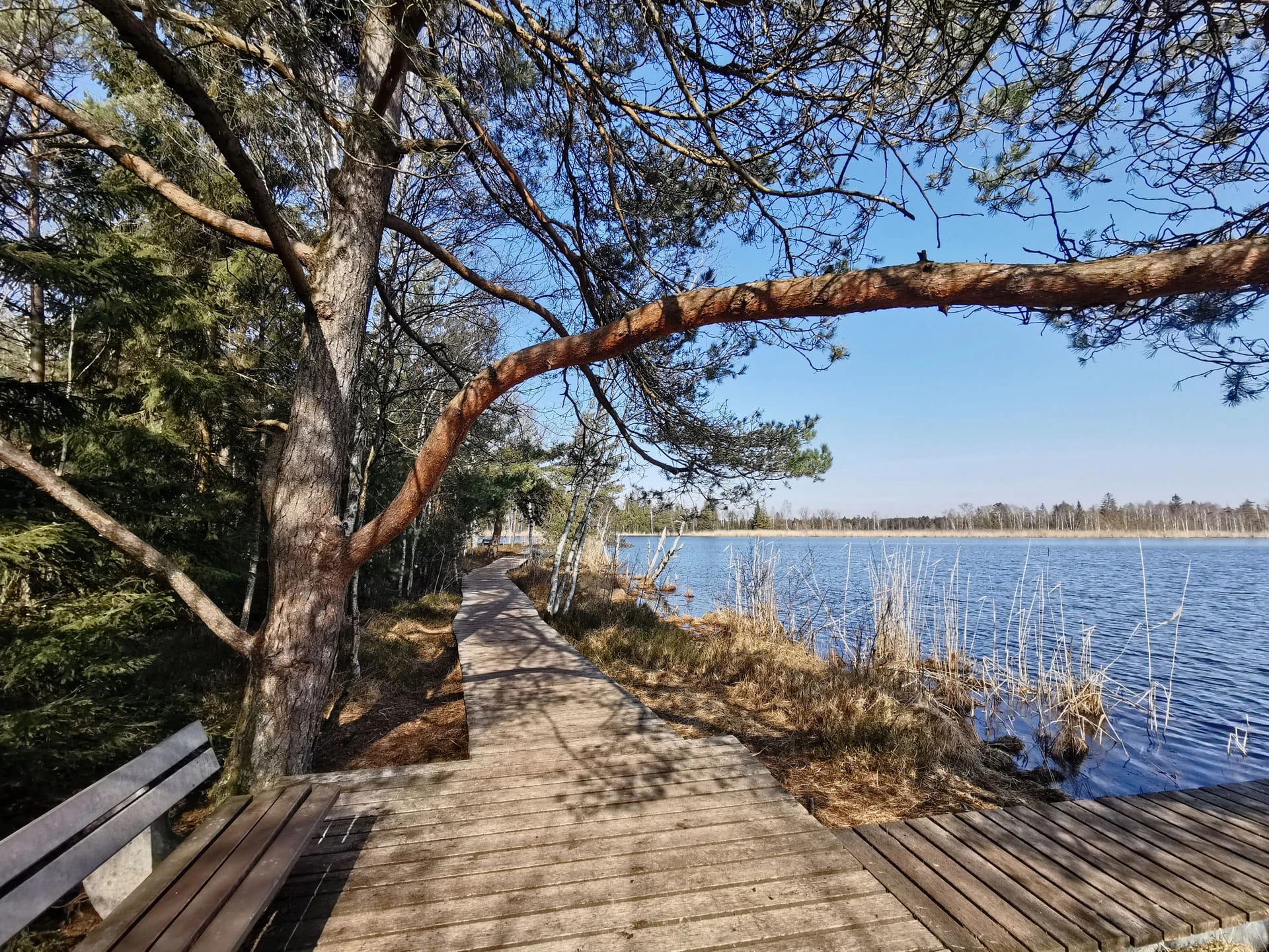Holzsteg am Ufer des Wurzacher Riedsees mit überhängender Kiefer und Bank
