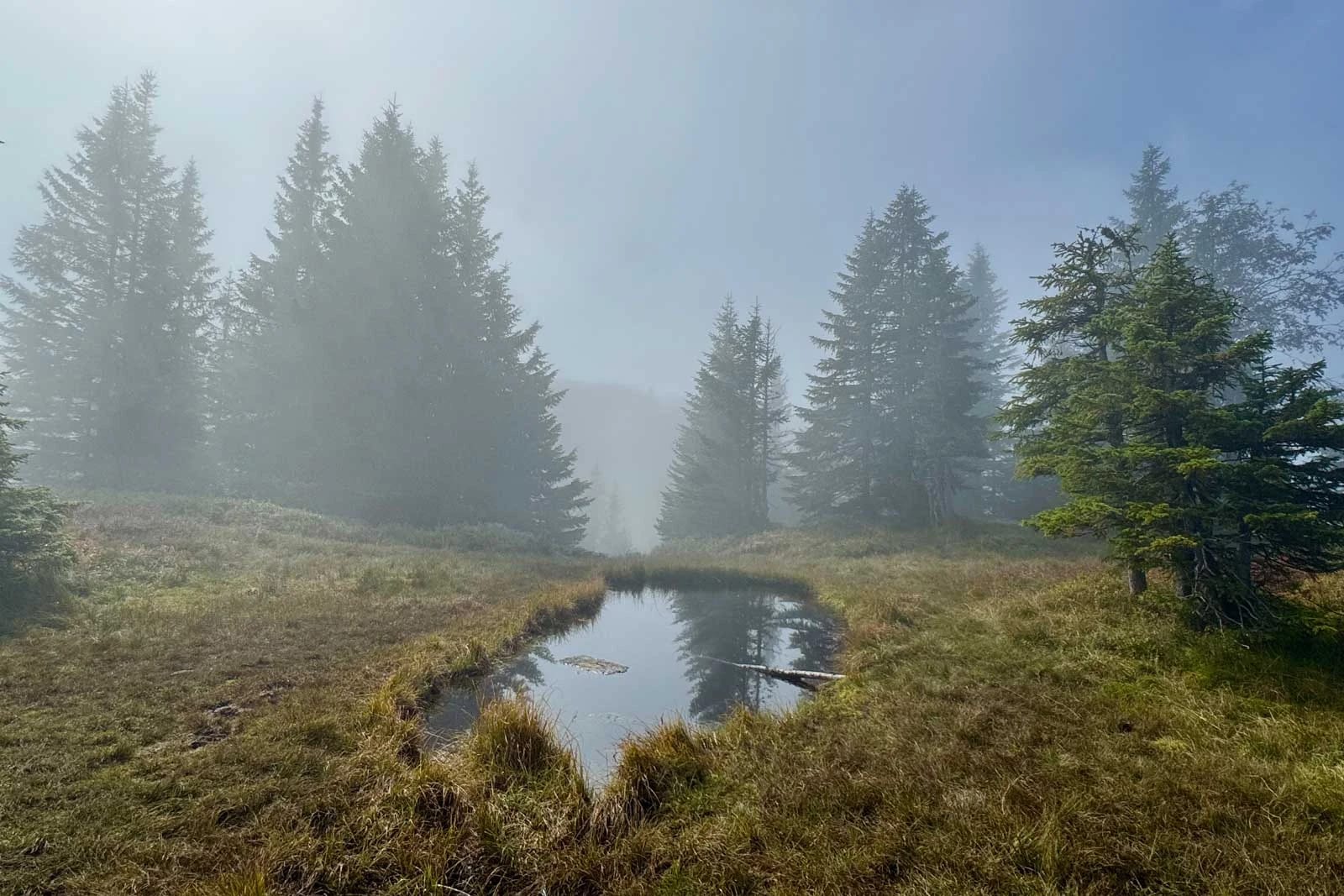 Stiller Moorteich im aufsteigenden Nebel, umgeben von Nadelbäumen