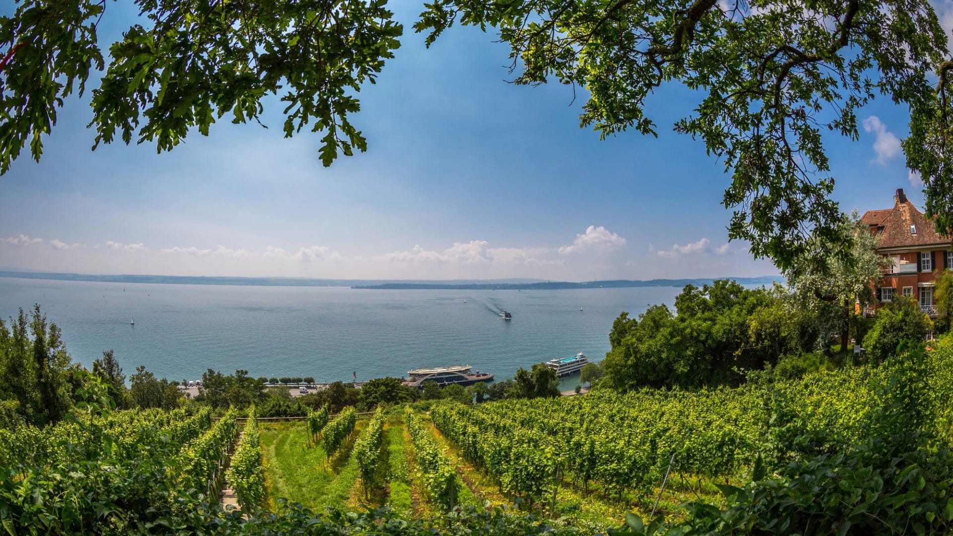 Blick über Weinberge auf den Bodensee