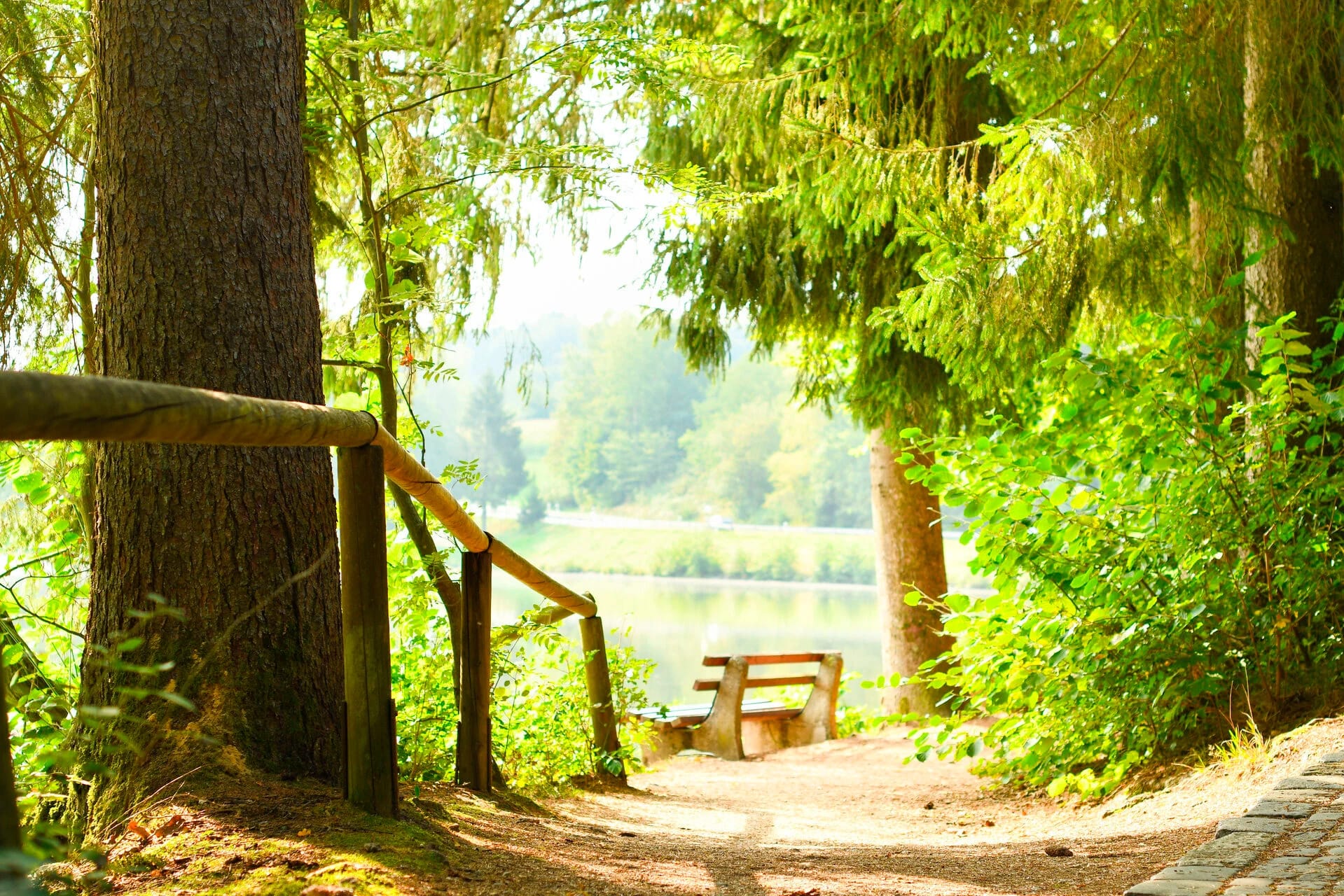 Sonniger Waldweg mit Holzgeländer und Bank am Ufer eines Sees