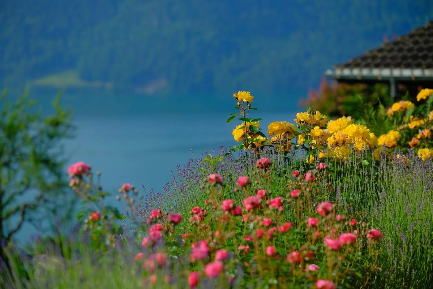 Blühender Garten mit Rosen und Blick auf den Vierwaldstättersee